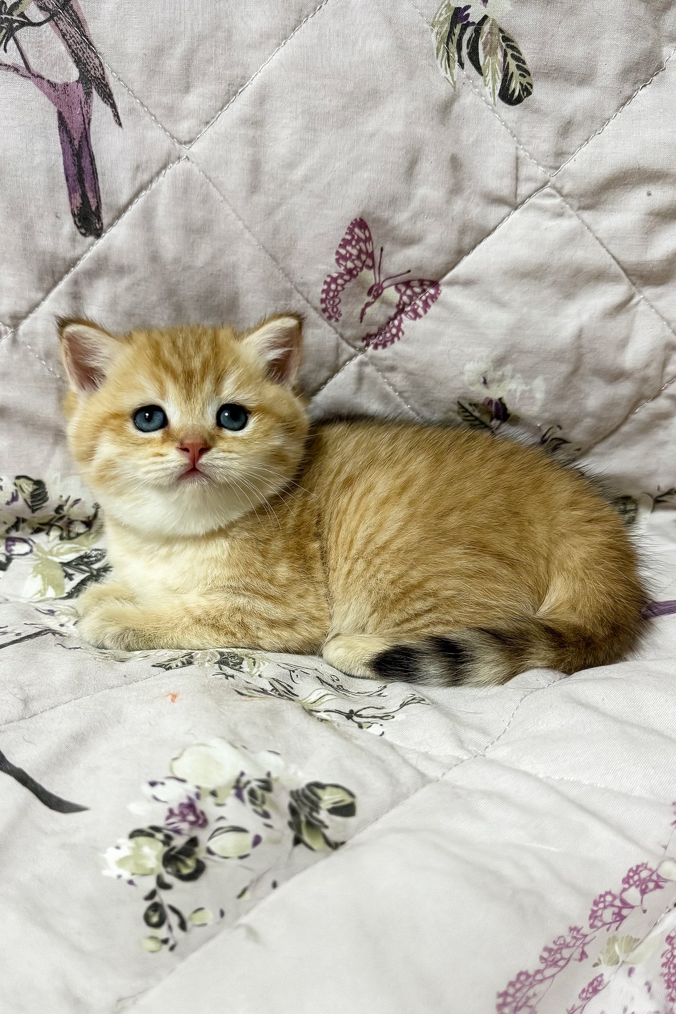 Orfei | British Shorthair Kitten - Image 4