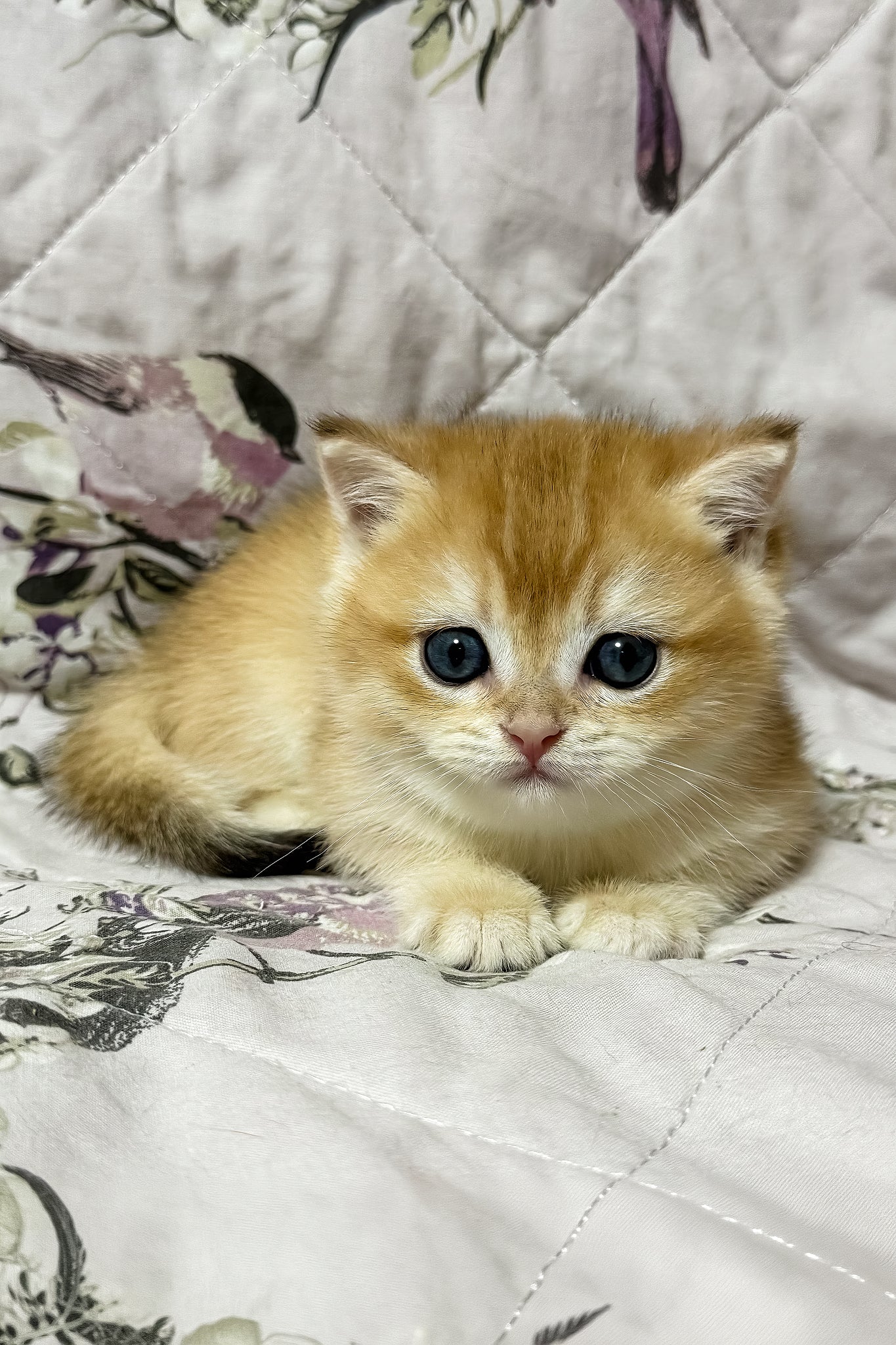 Oscar | British Shorthair Kitten - Image 2
