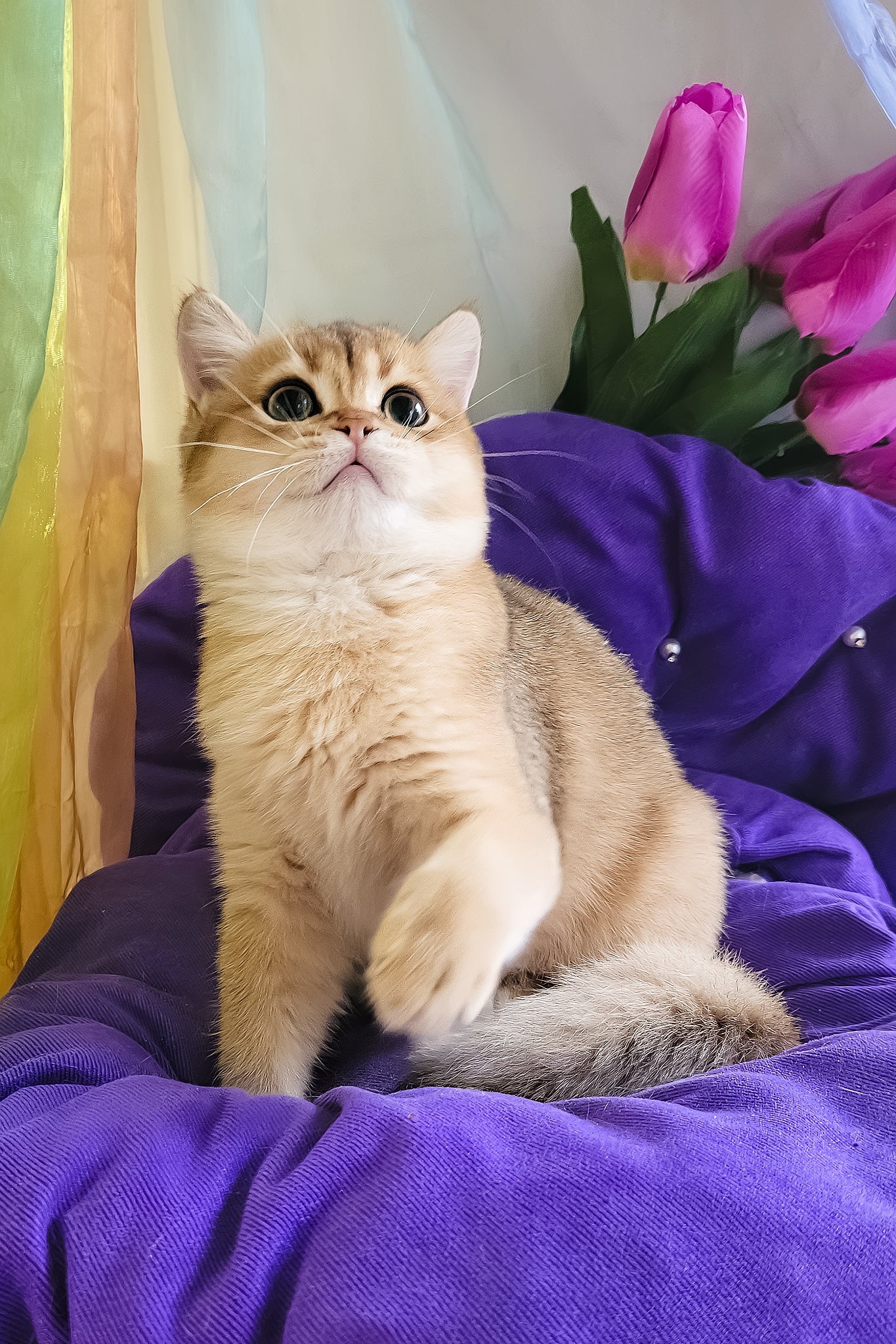 Ostin | British Shorthair Kitten - Image 5