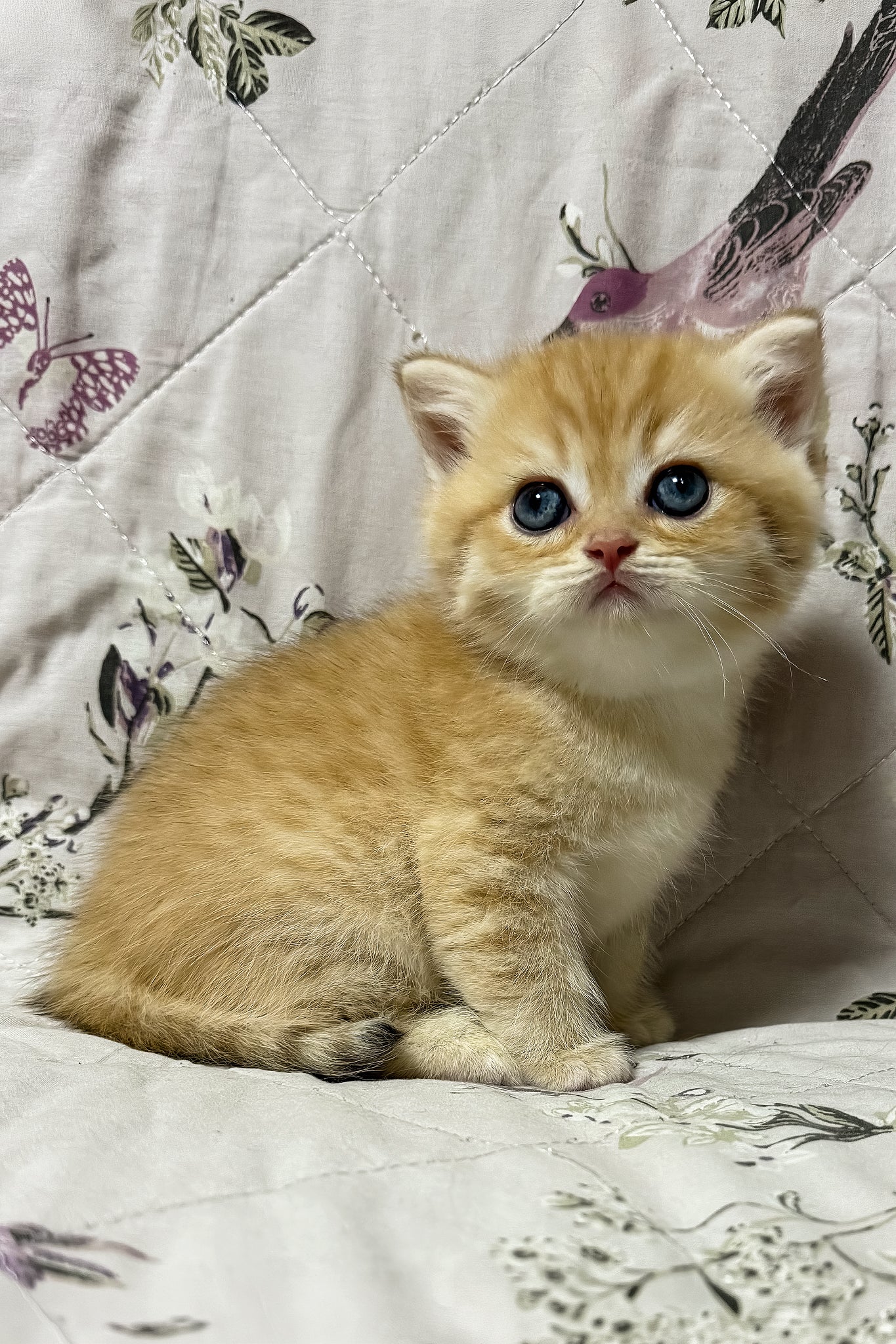 Otto | British Shorthair Kitten - Image 3