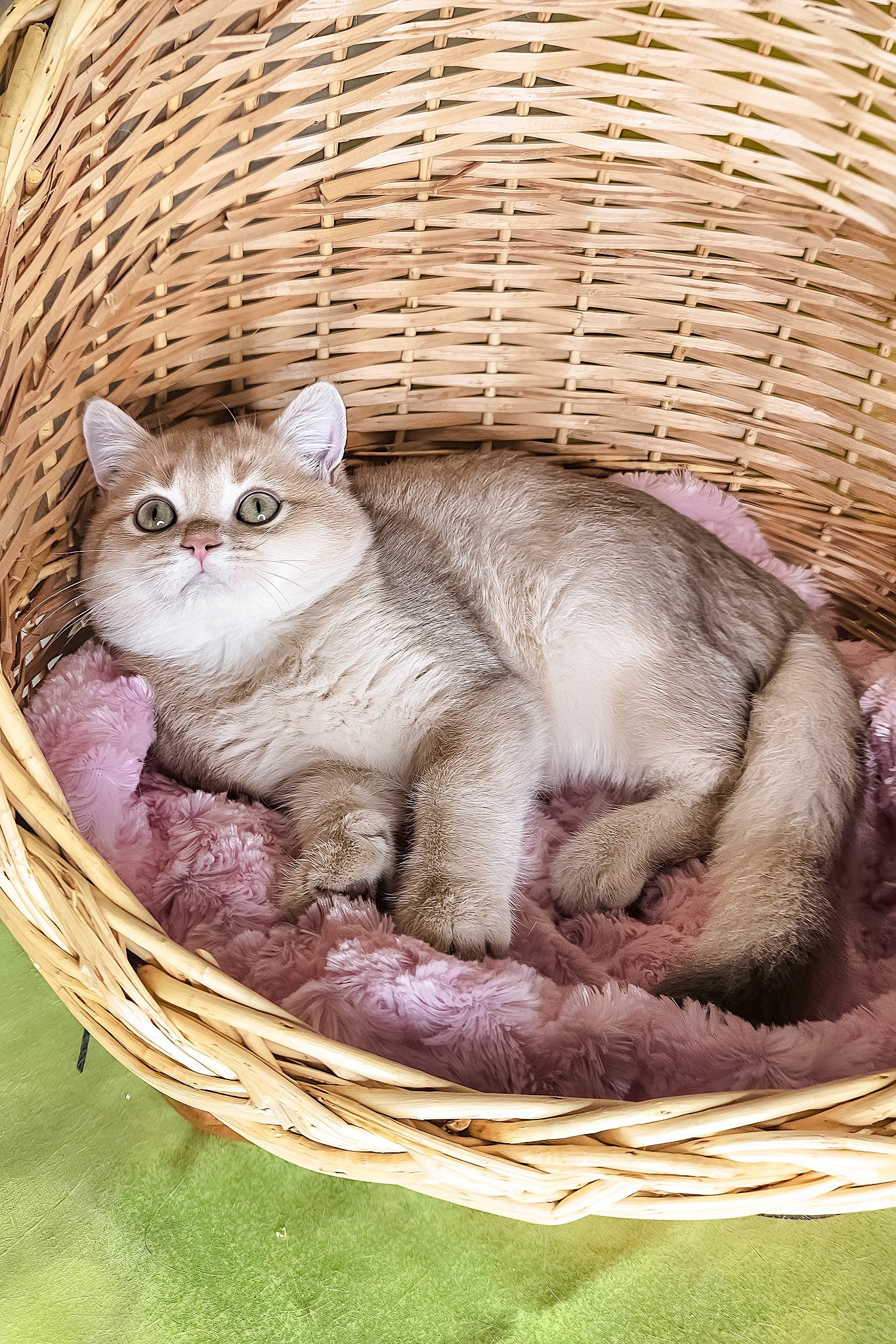 Ozzi | British Shorthair Kitten - Image 6