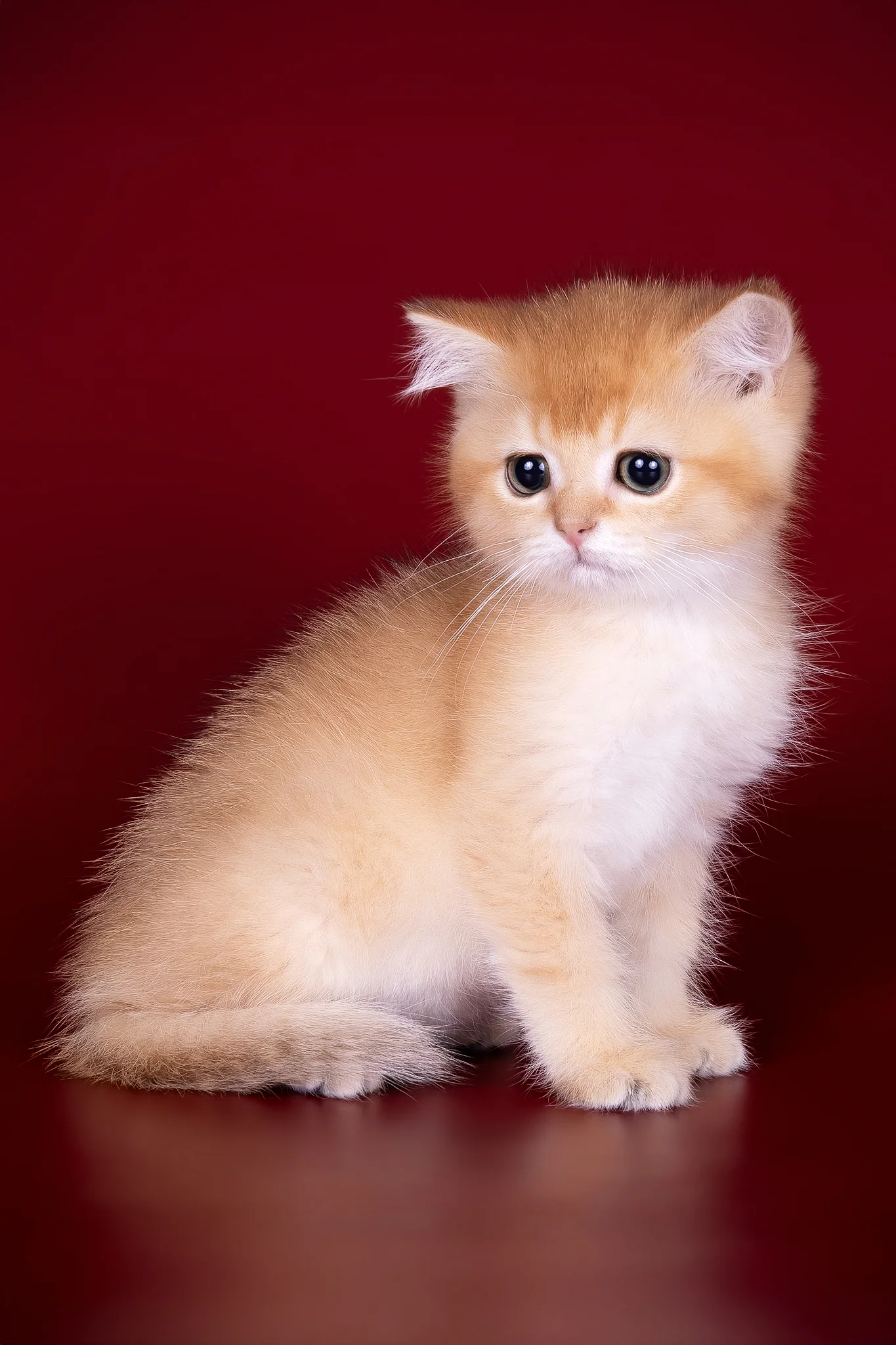 Patron | British Shorthair Kitten - Image 3