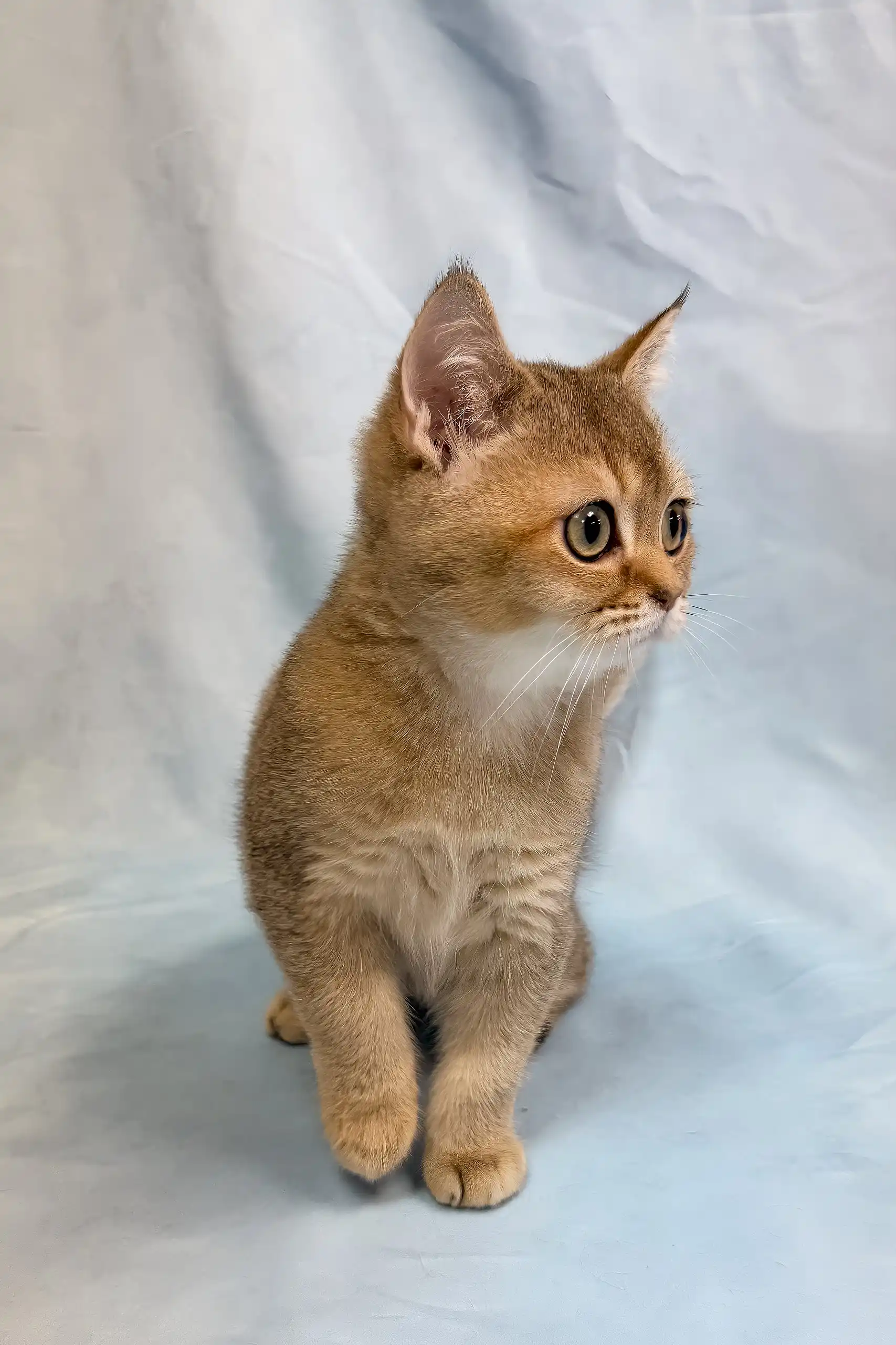 Plushik | British Shorthair Kitten - Image 6