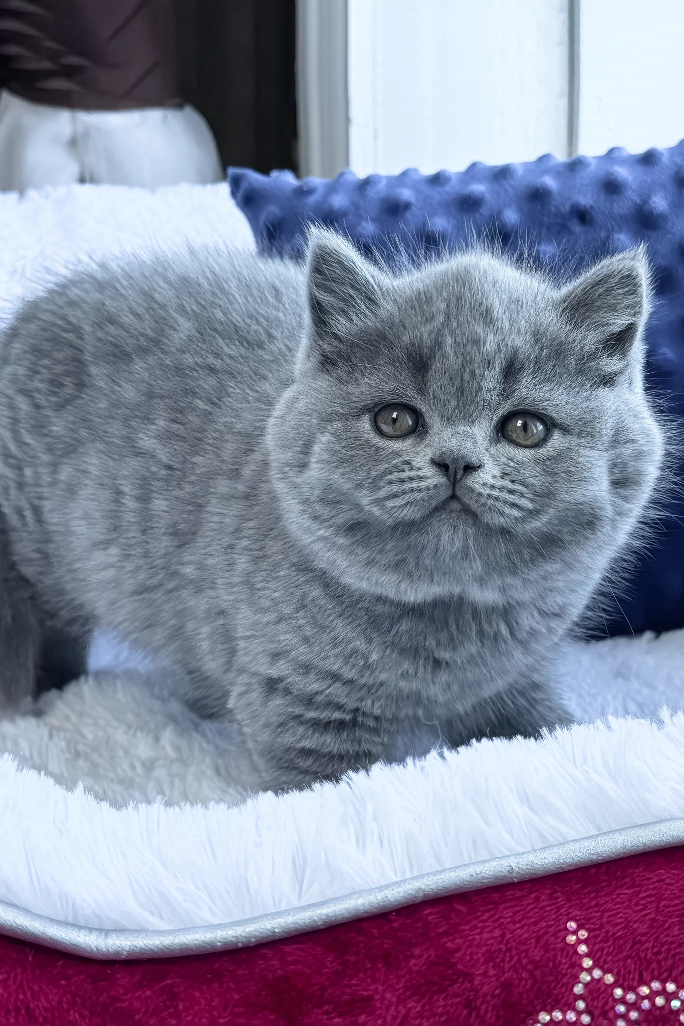 Polikarp | British Shorthair Kitten - Image 5