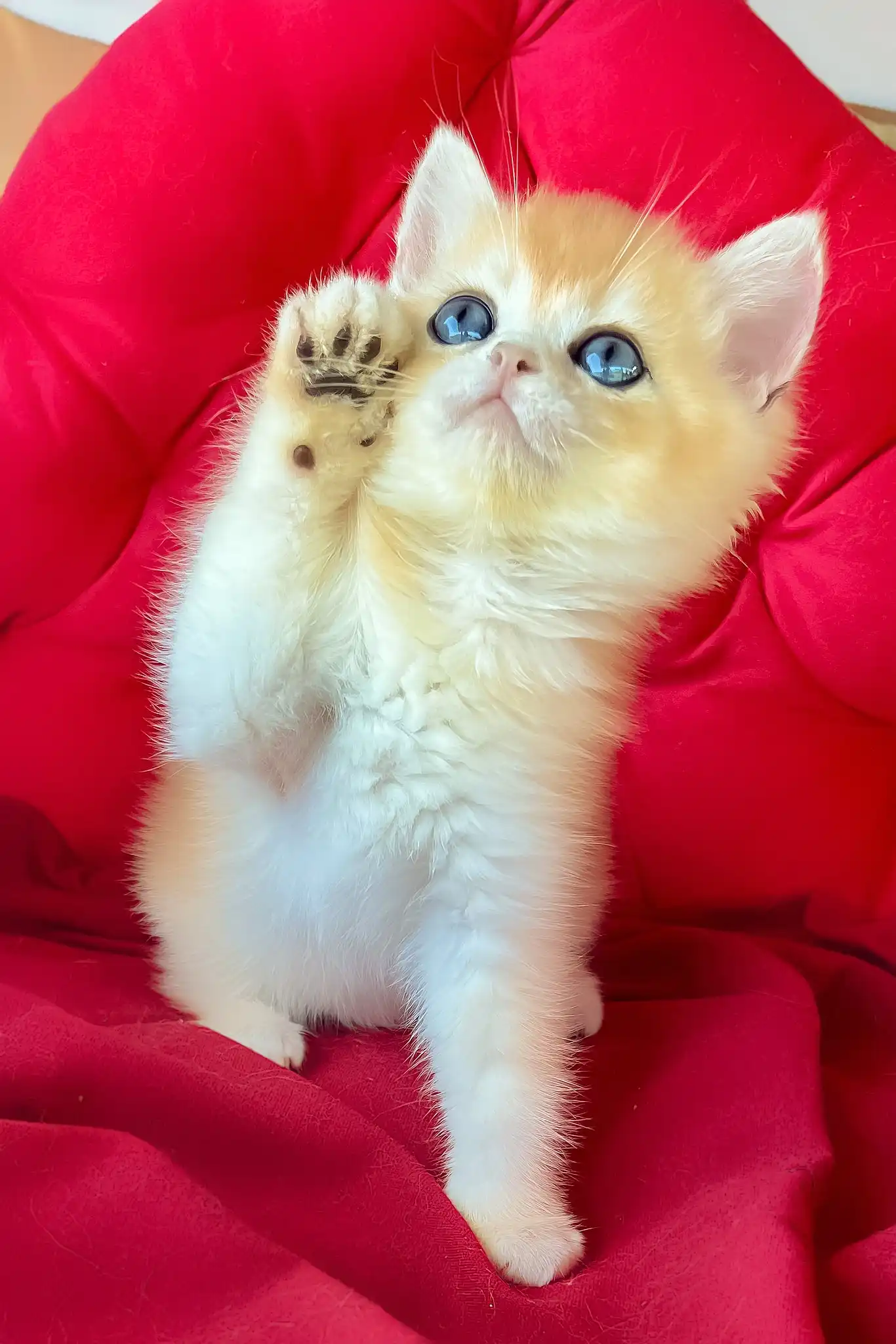 Ponthik | British Shorthair Kitten - Image 2