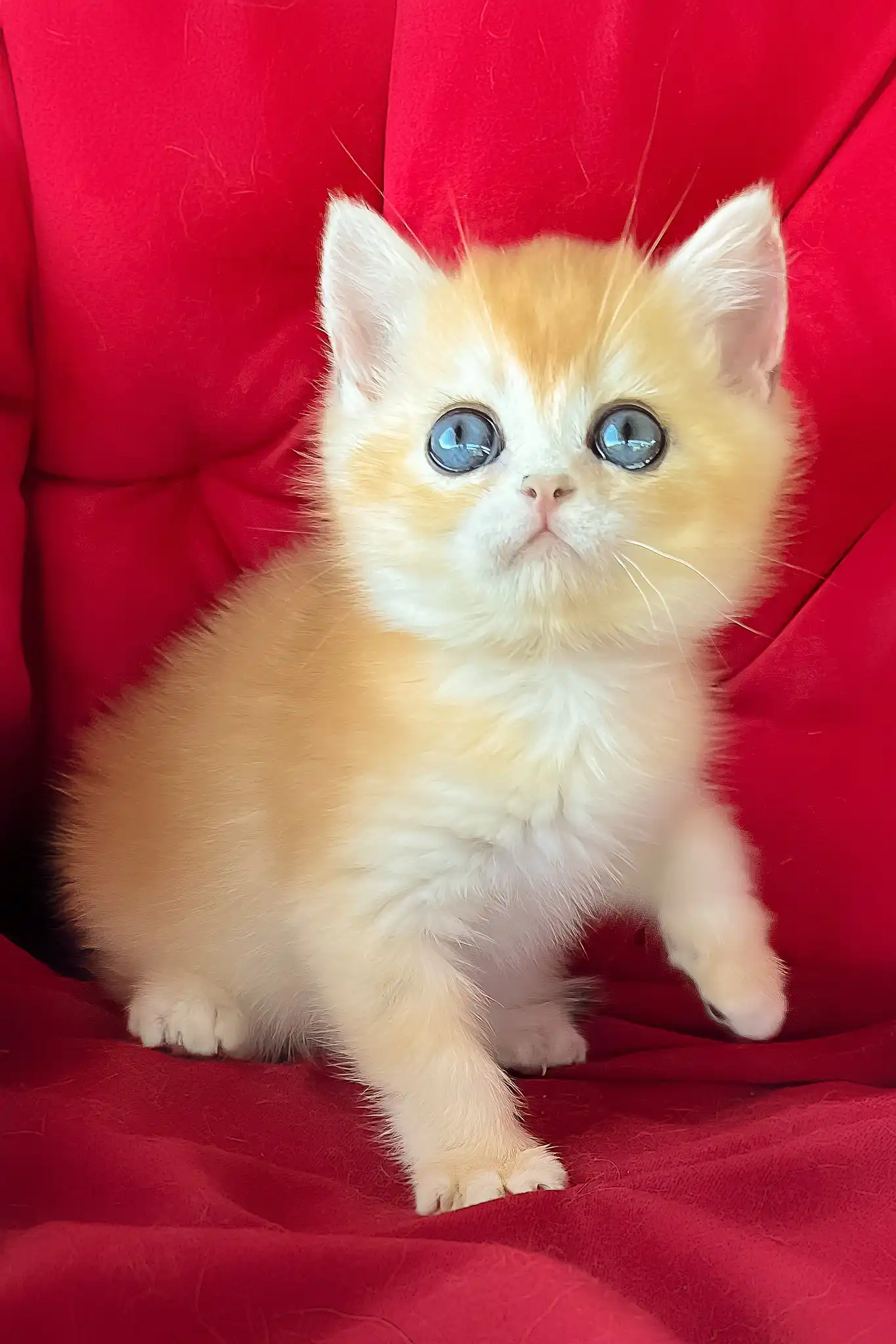 Ponthik | British Shorthair Kitten - Image 6