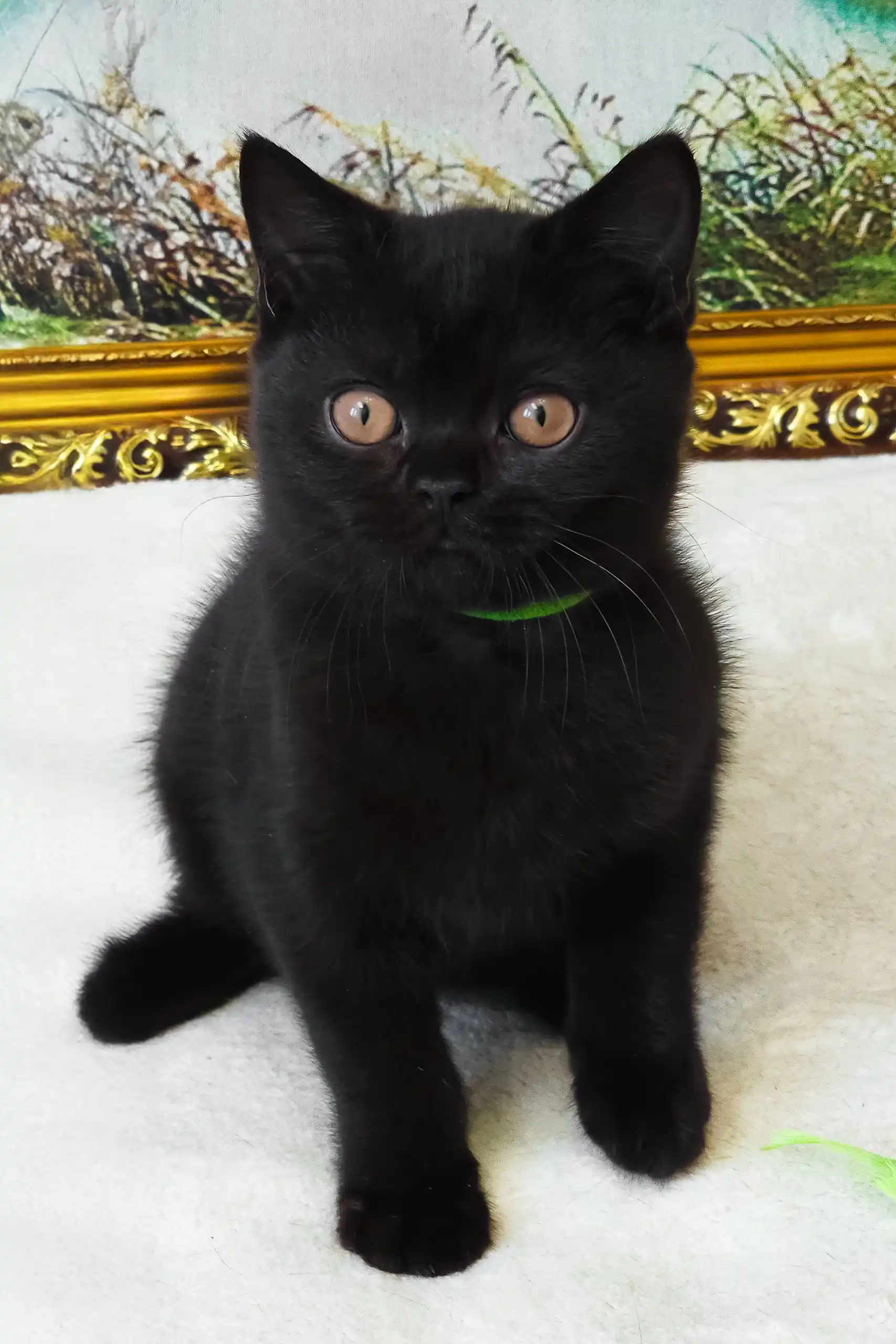 Potapych | British Shorthair Kitten - Image 4