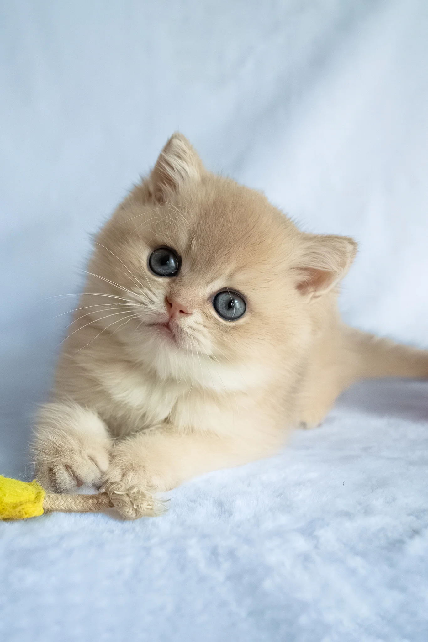 Prince | British Shorthair Kitten