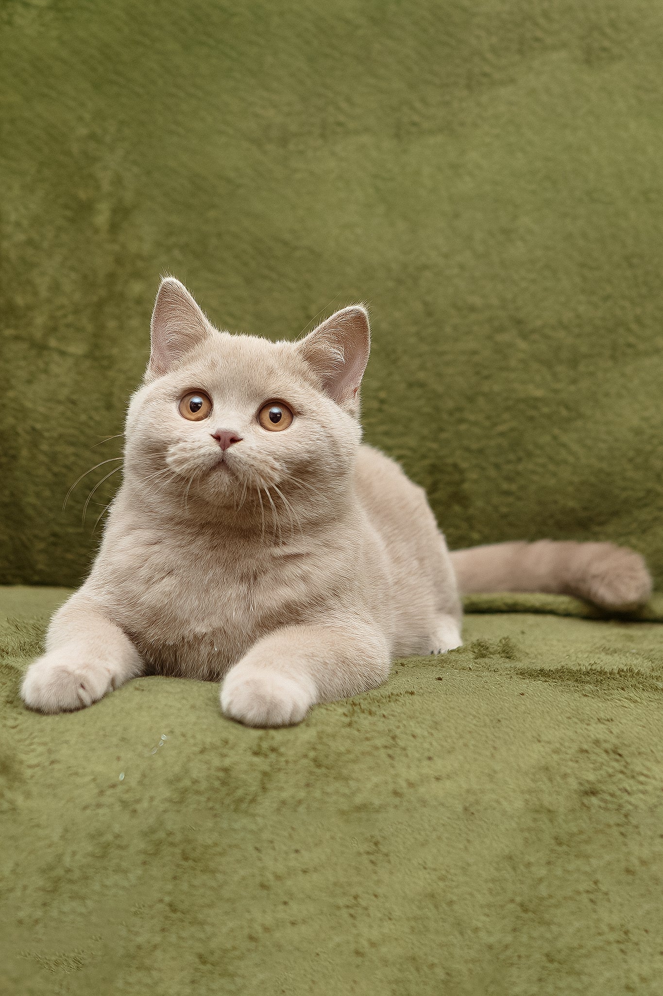 Prohor | British Shorthair Kitten - Image 5