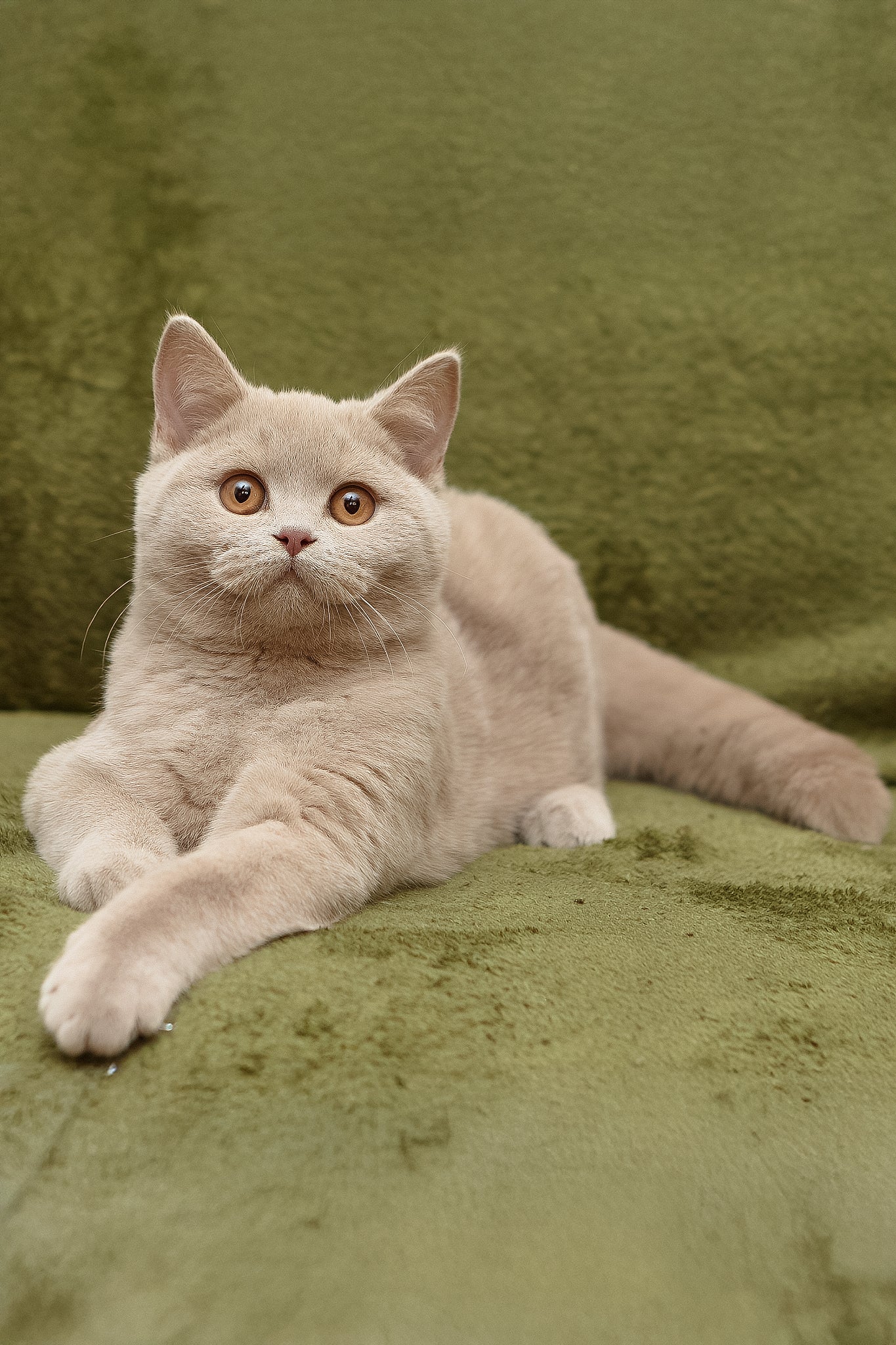 Prohor | British Shorthair Kitten - Image 9