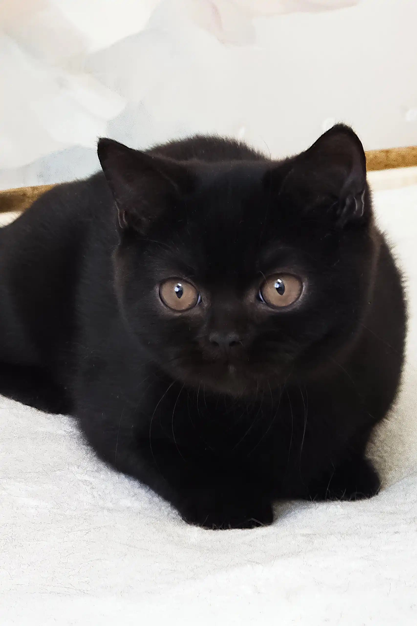 Pushkin | British Shorthair Kitten - Image 3