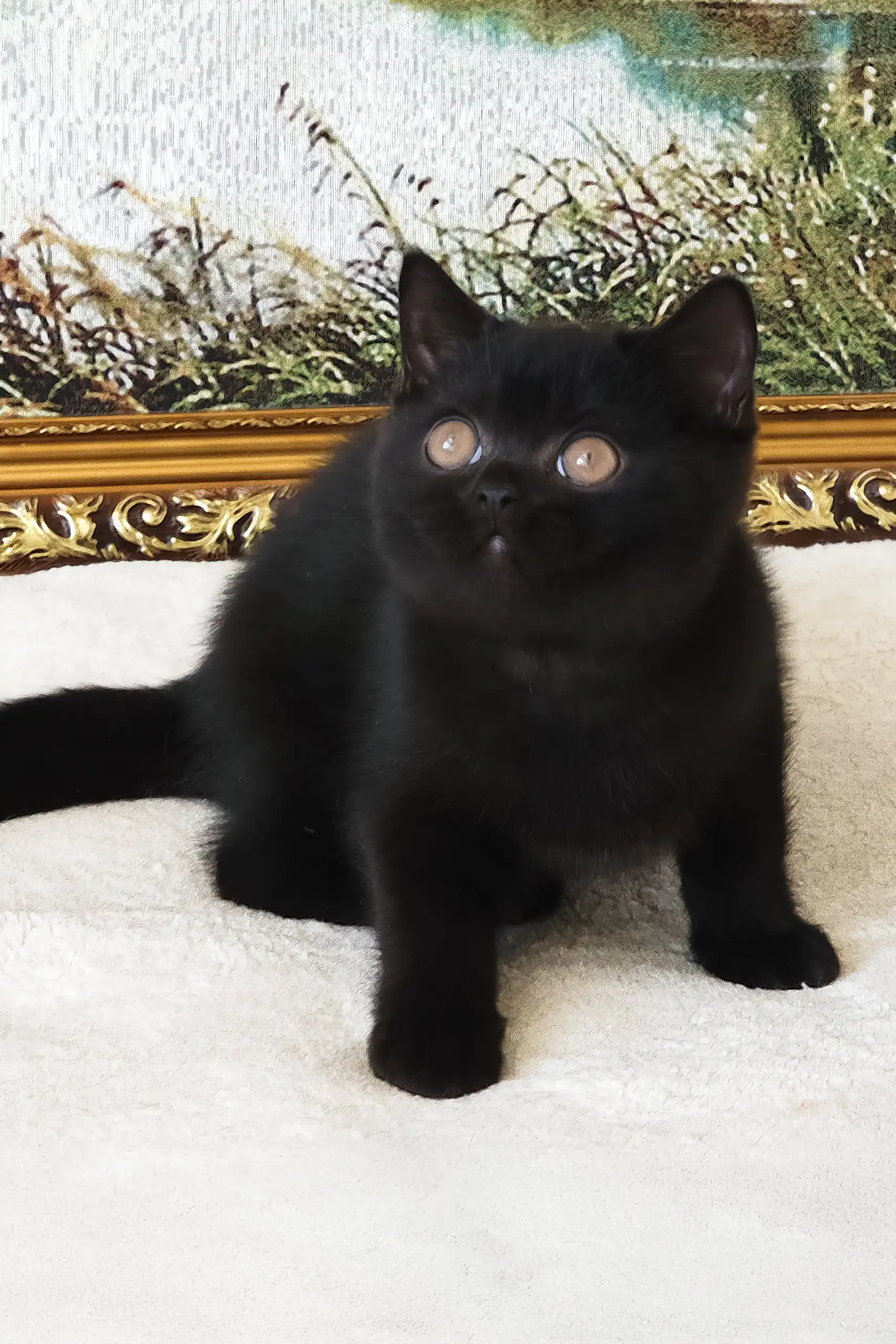 Pushkin | British Shorthair Kitten - Image 4