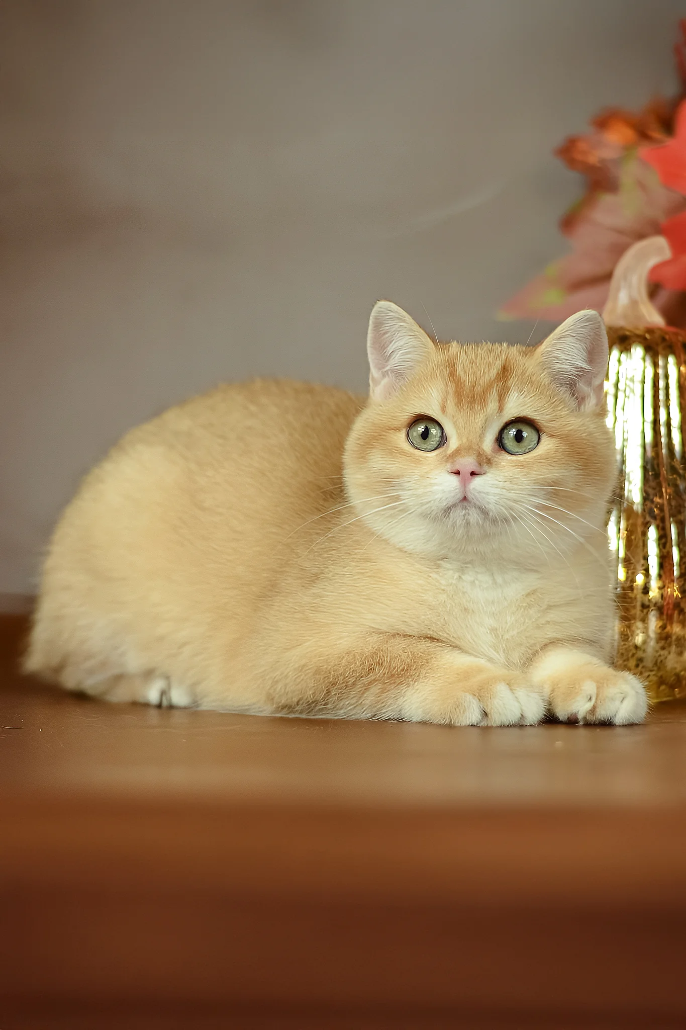 Quartz | British Shorthair Kitten - Image 5