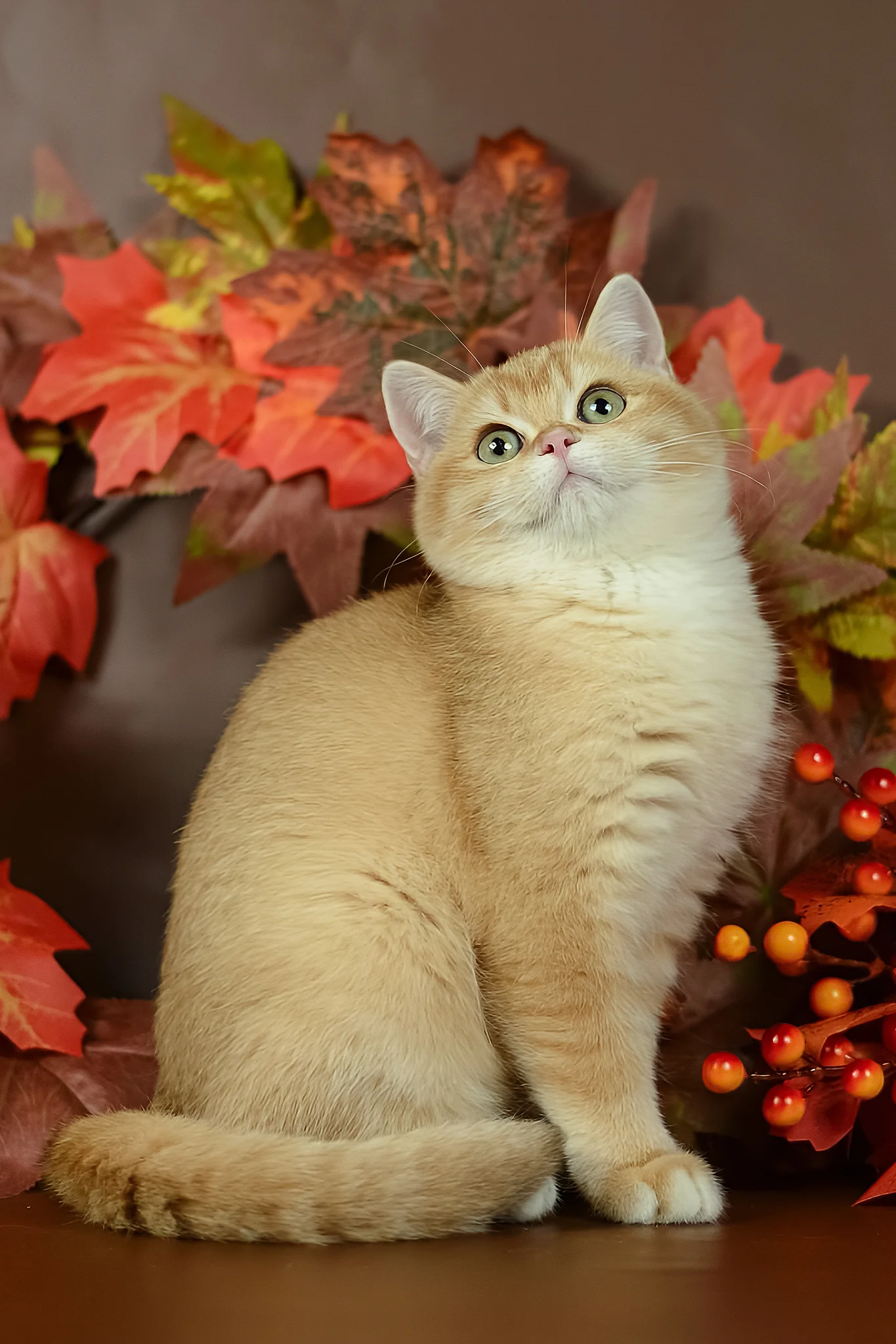 Quartz | British Shorthair Kitten - Image 7