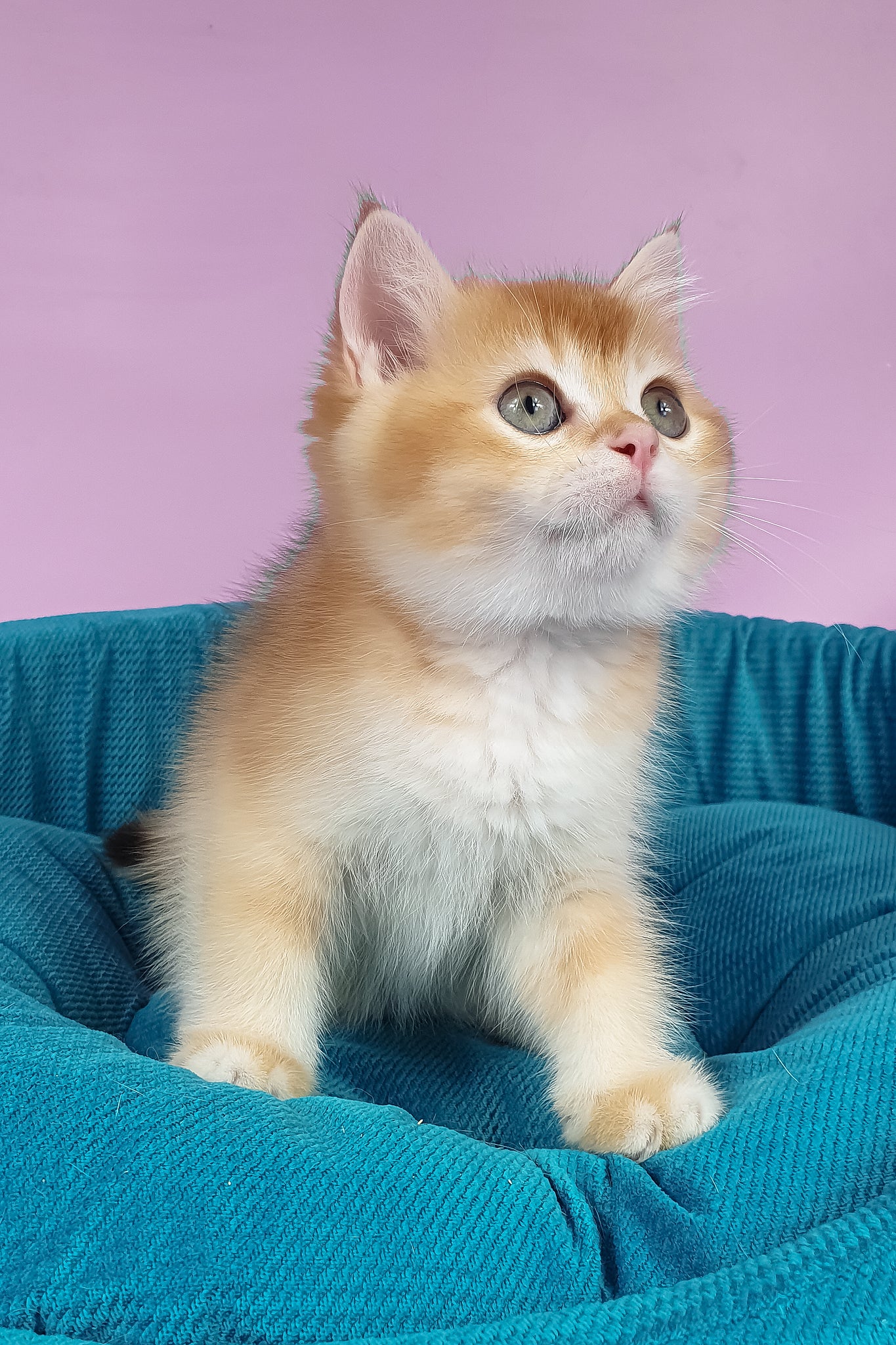 Quest | British Shorthair Kitten - Image 4