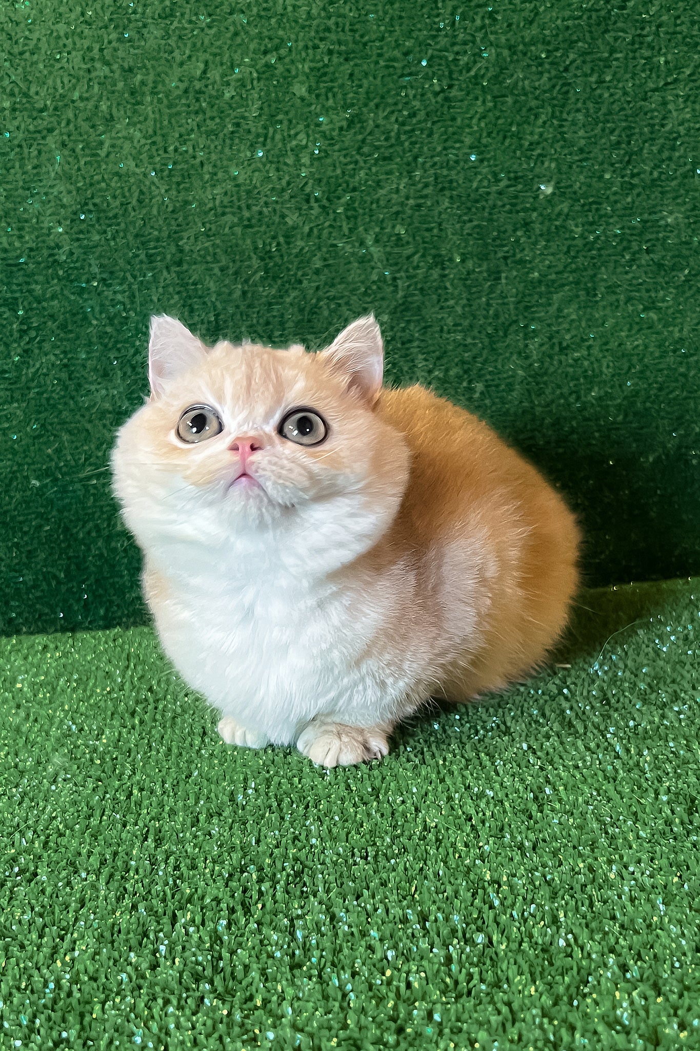 Radomir | British Shorthair Kitten - Image 8