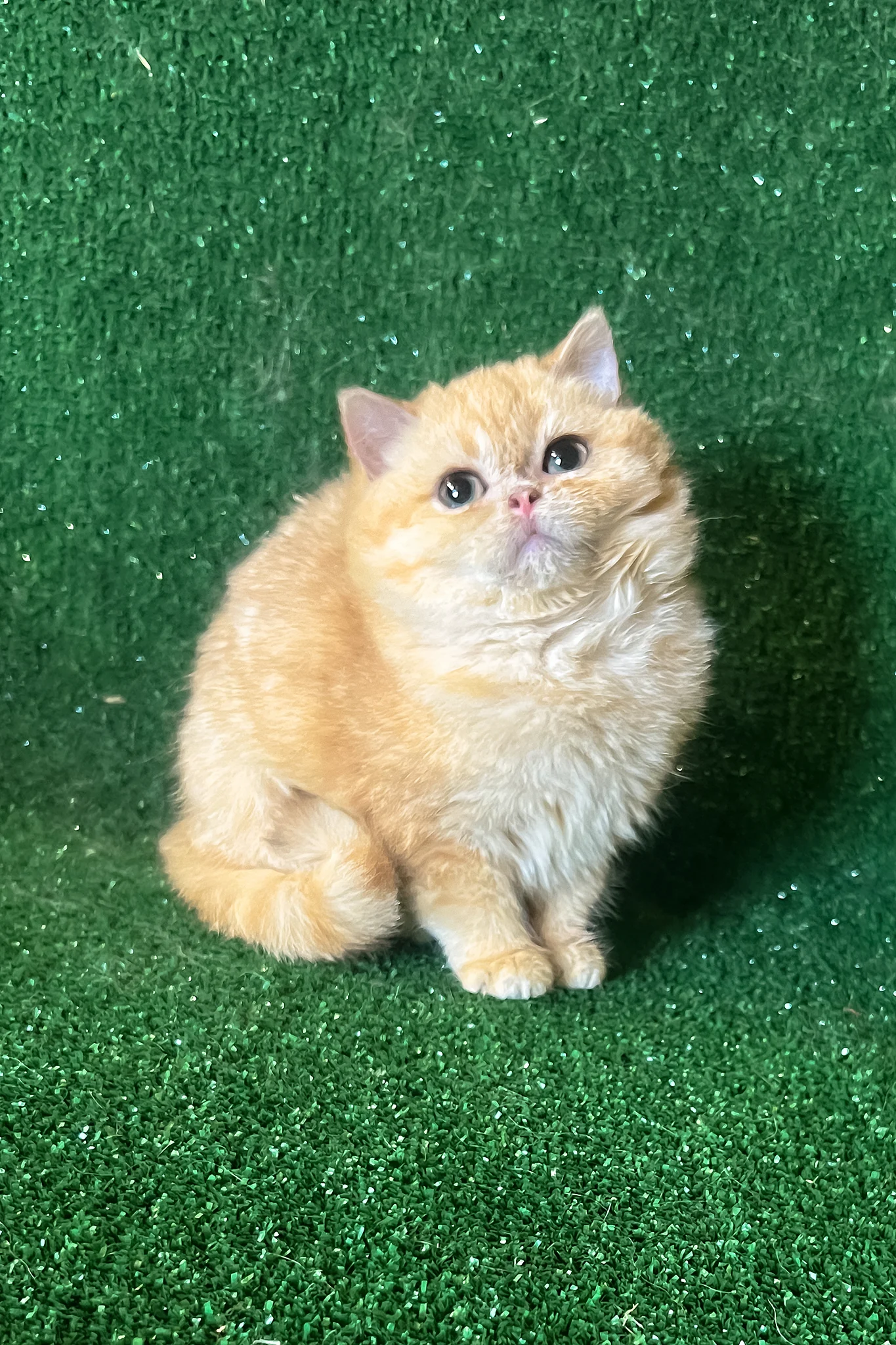 Rafail | British Shorthair Kitten - Image 3