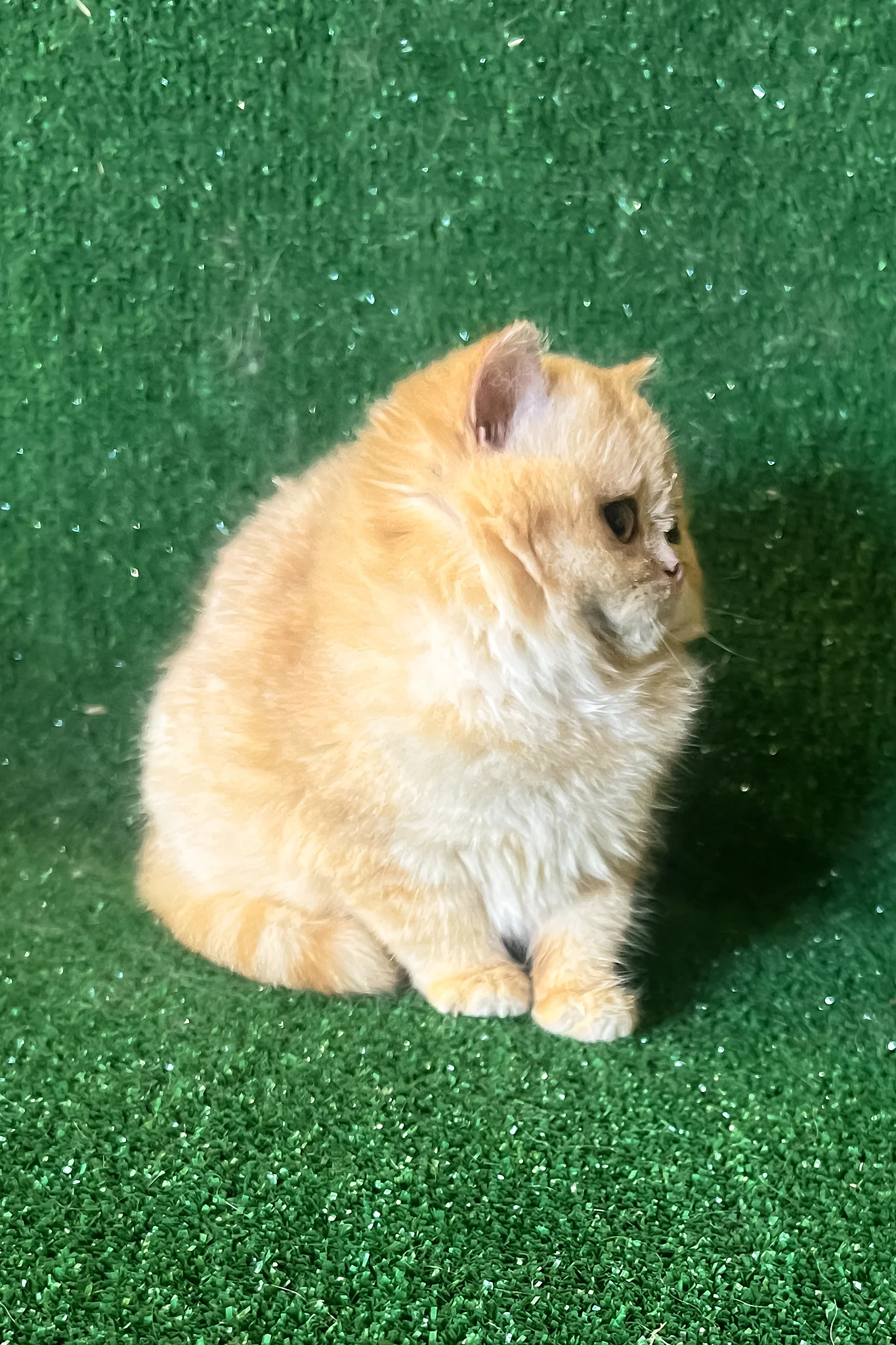 Rafail | British Shorthair Kitten - Image 4
