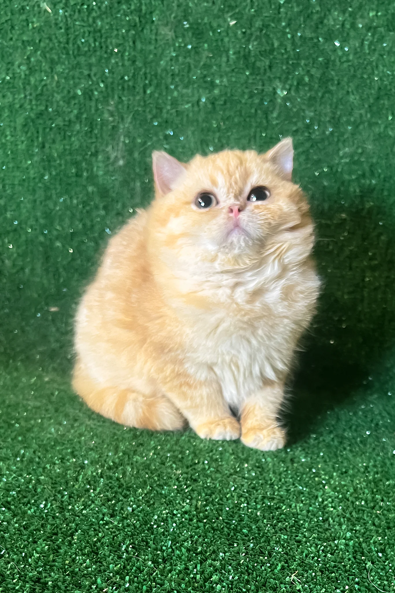 Rafail | British Shorthair Kitten - Image 5