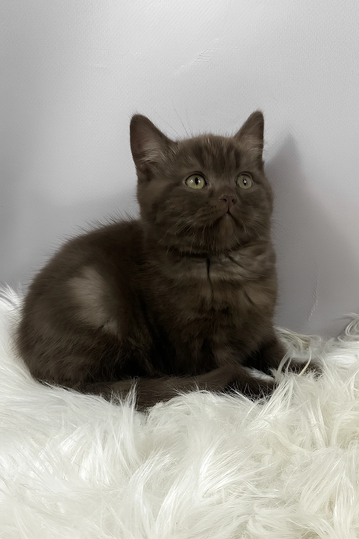 Richman | British Shorthair Kitten - Image 2