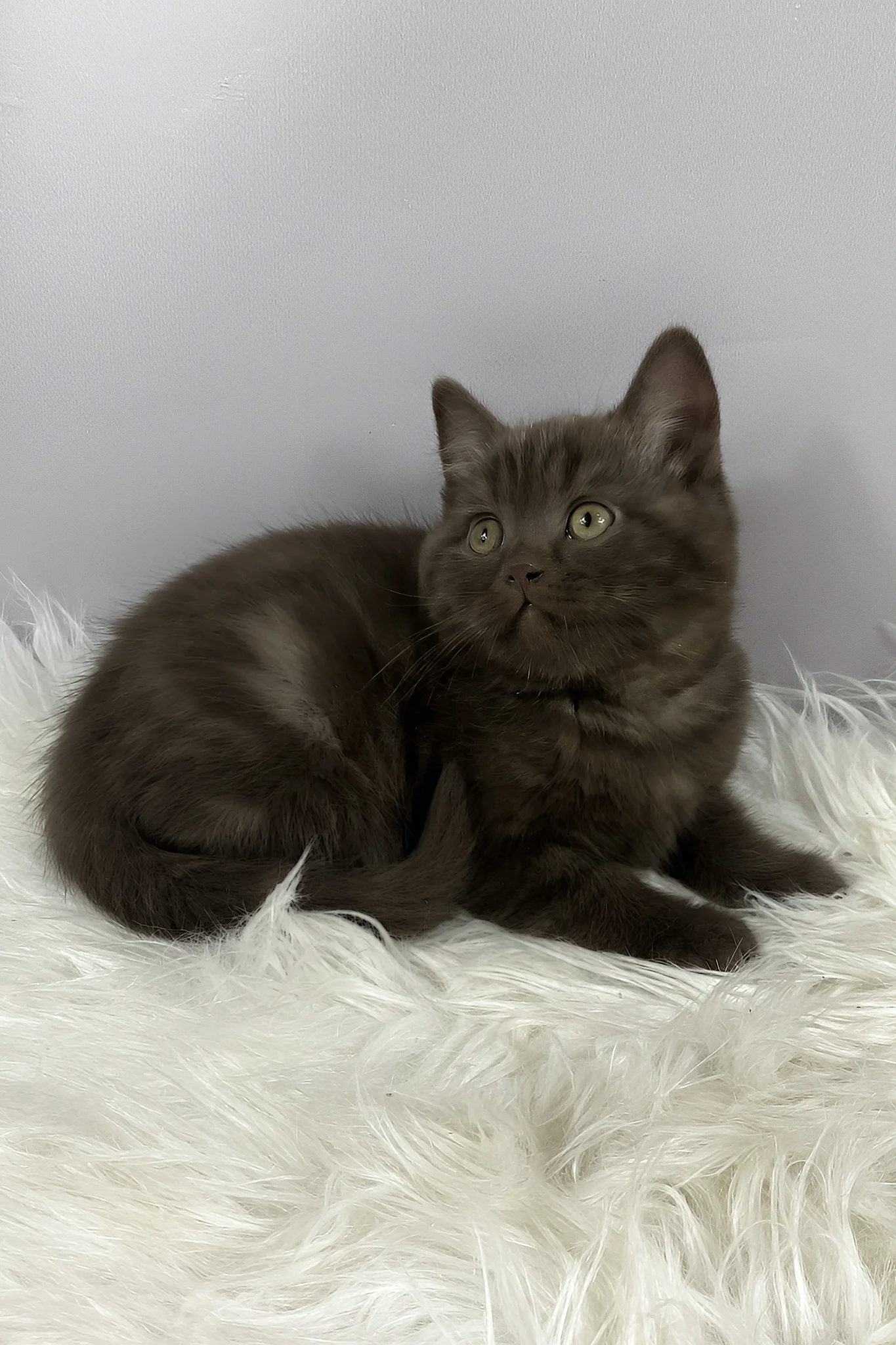 Richman | British Shorthair Kitten - Image 5
