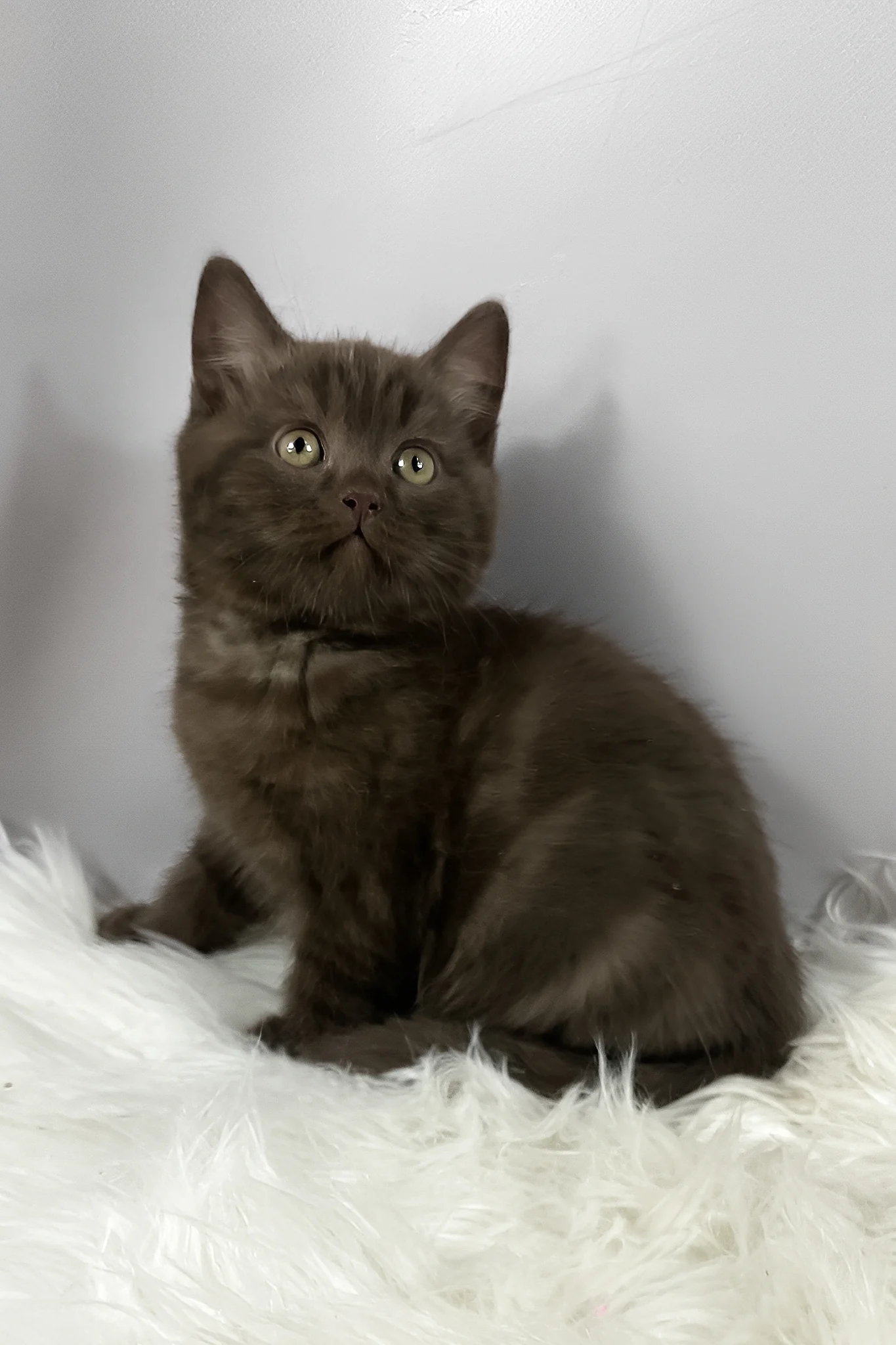 Richman | British Shorthair Kitten - Image 6