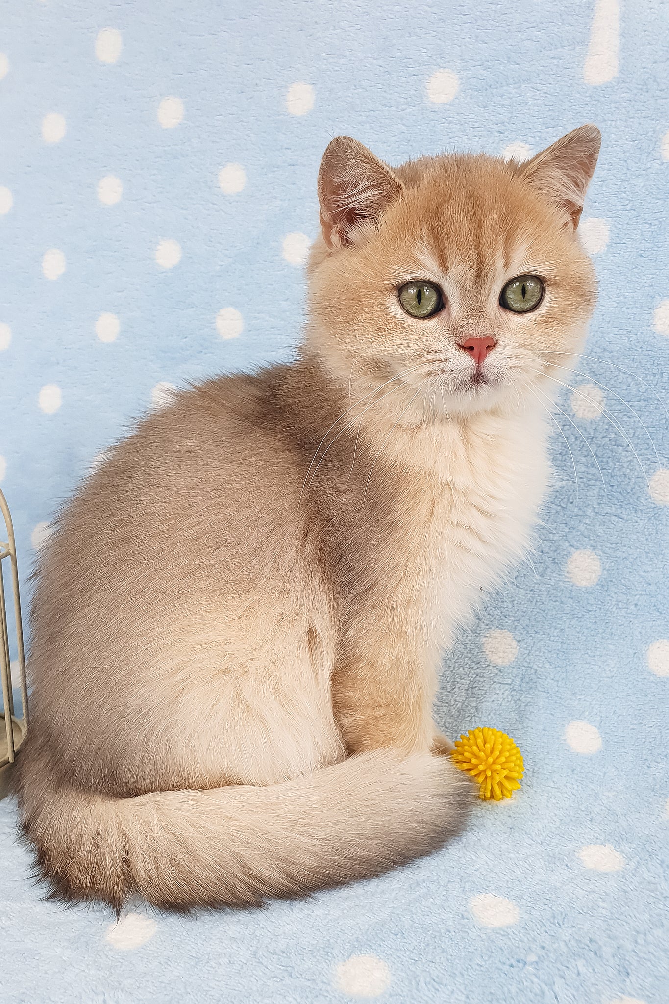 Rick | British Shorthair Kitten - Image 5