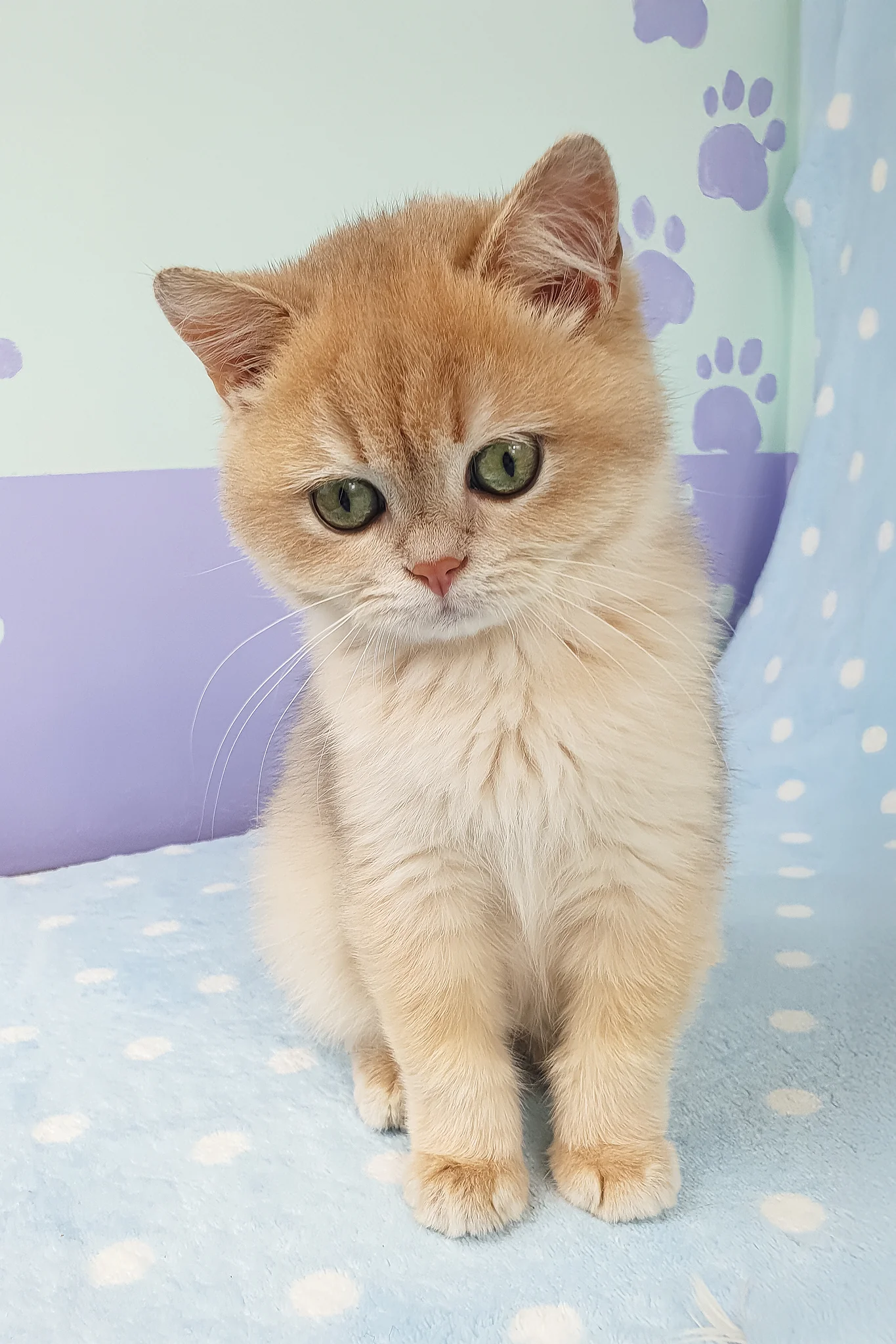 Rick | British Shorthair Kitten - Image 8