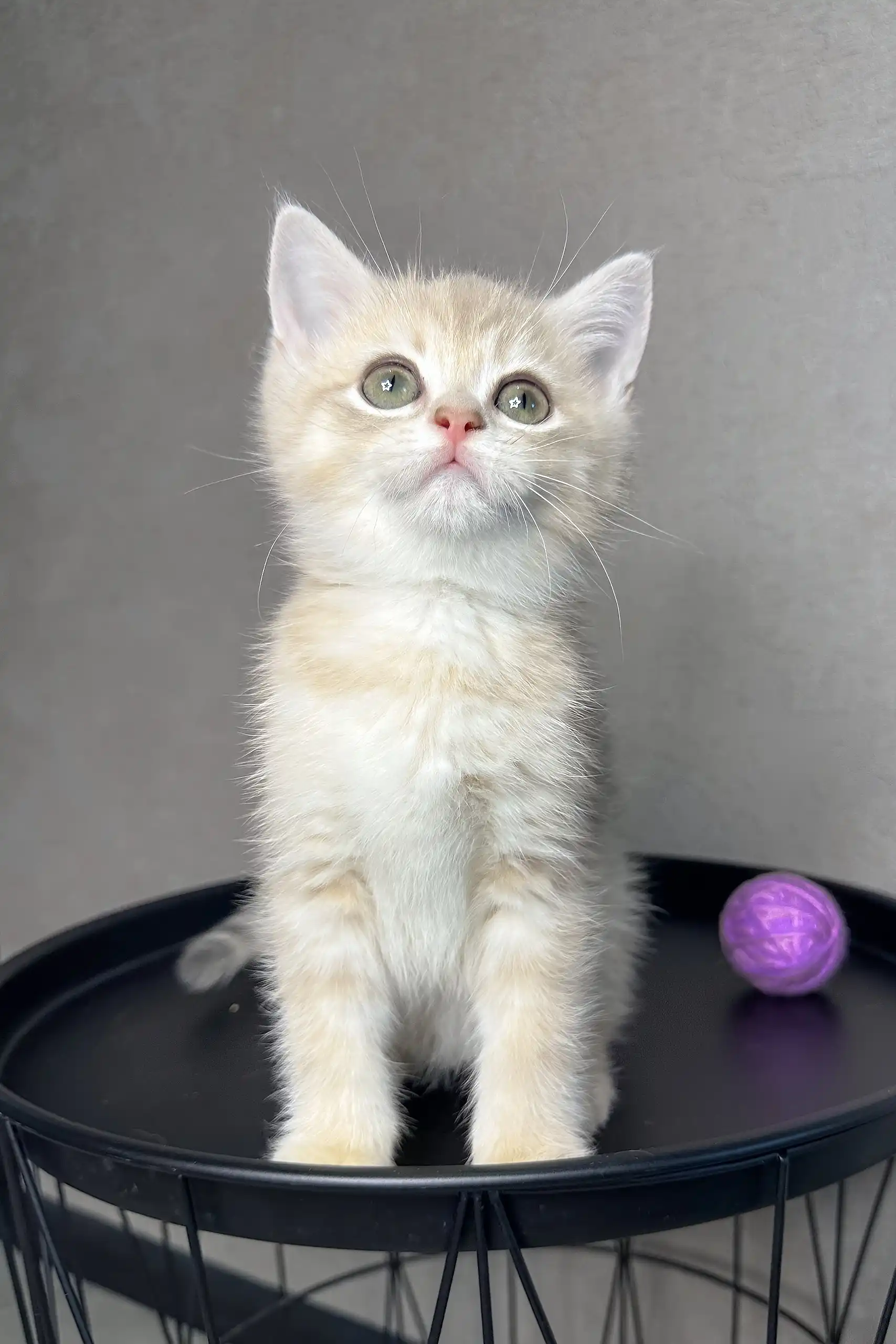 Rico | British Shorthair Kitten - Image 3