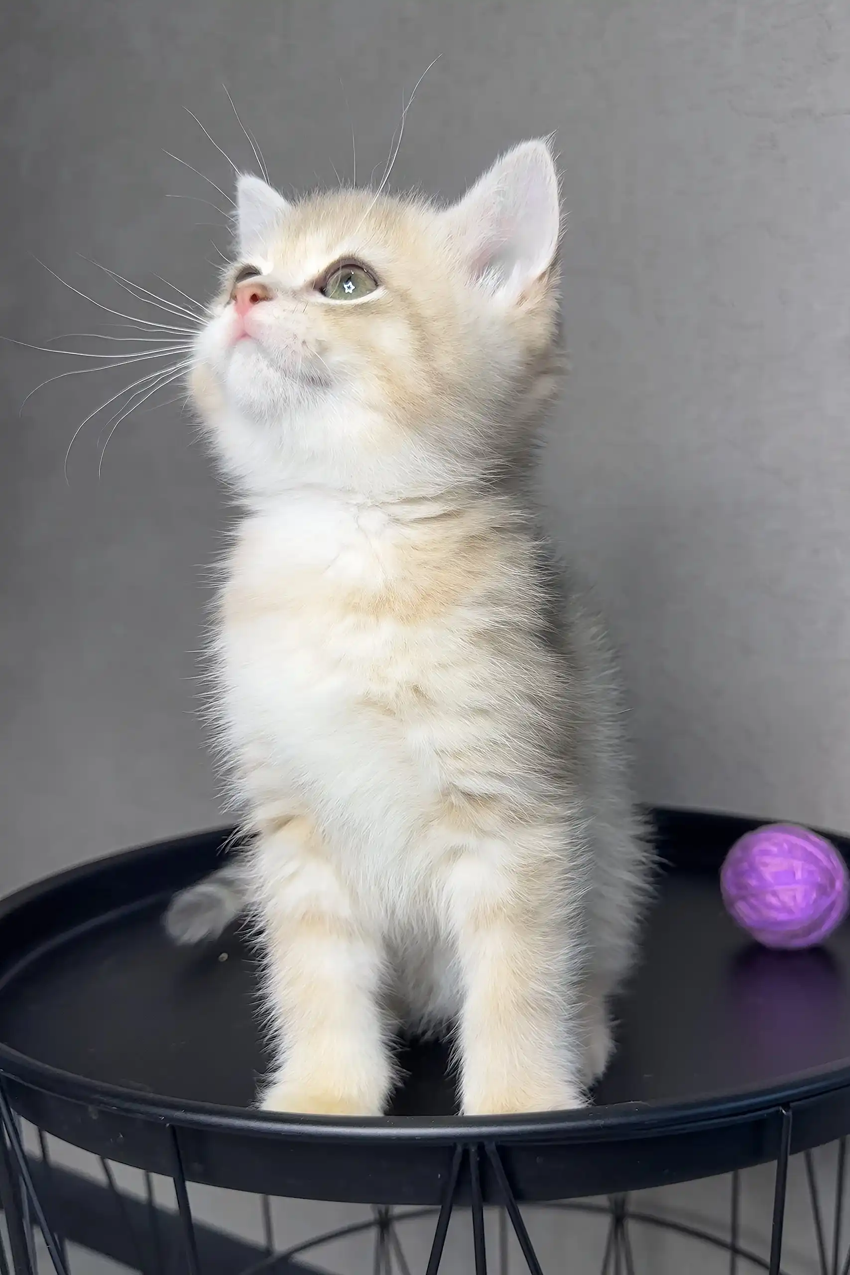 Rico | British Shorthair Kitten - Image 6