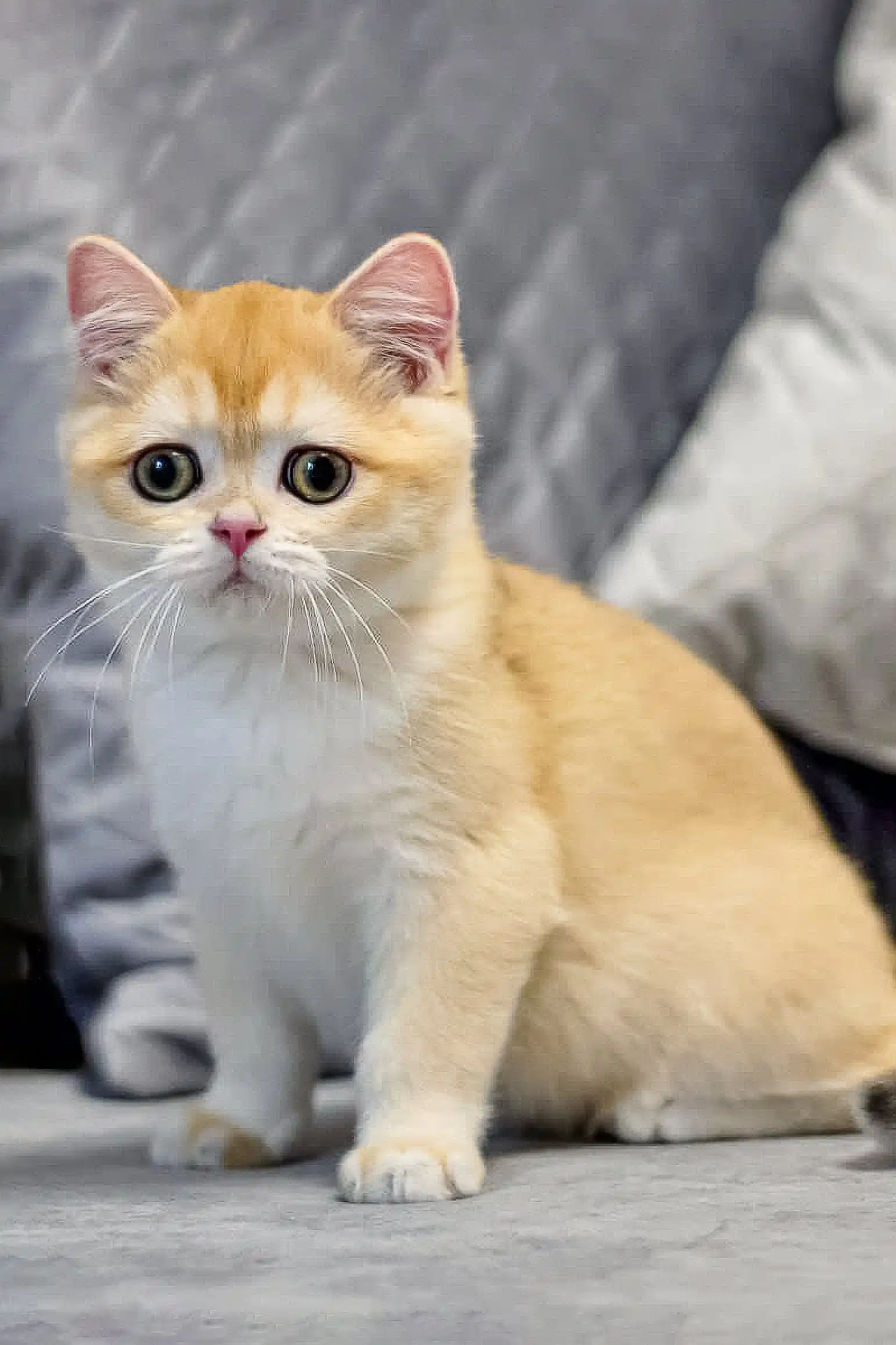 Rocco | British Shorthair Kitten - Image 4