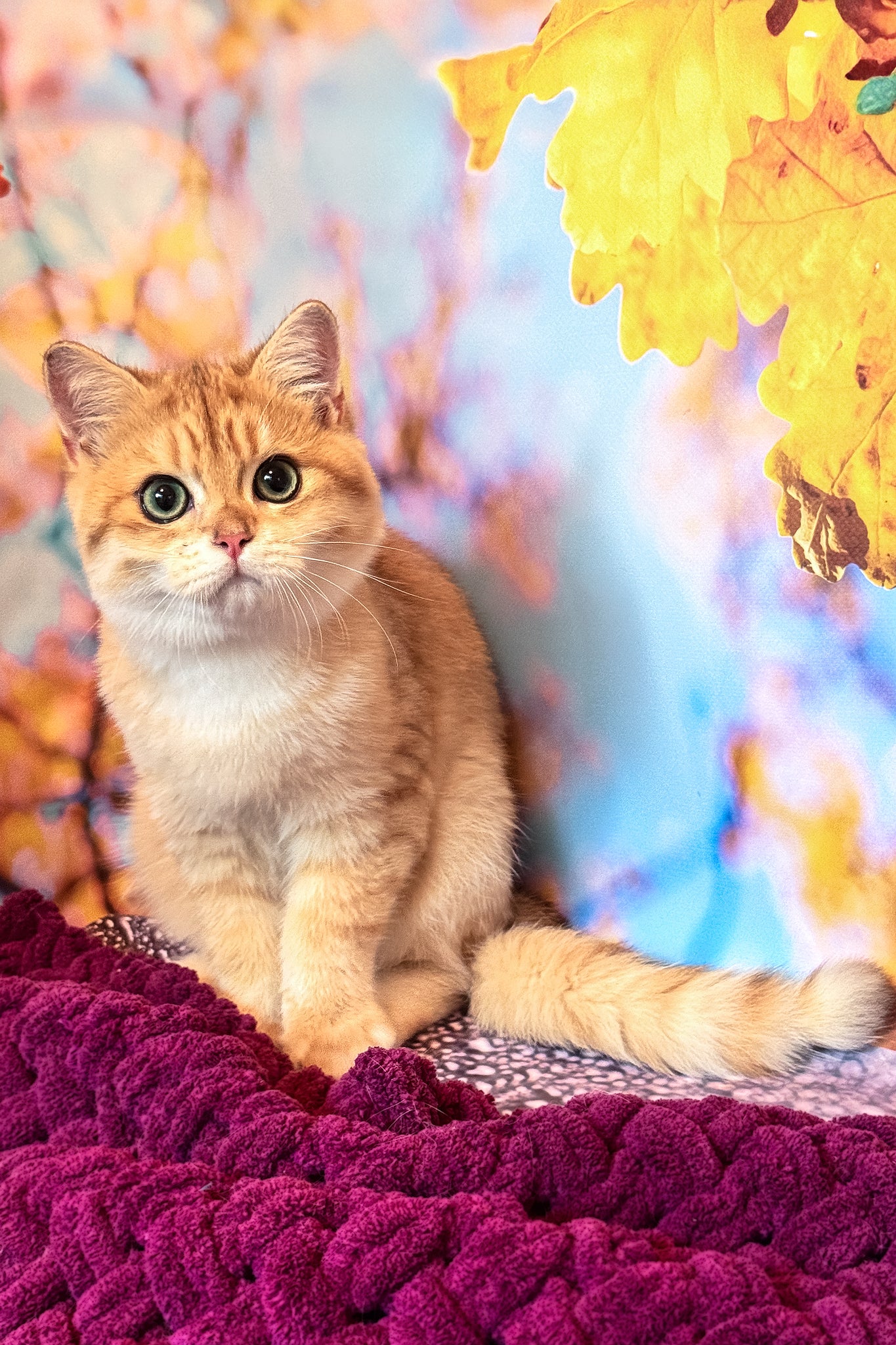 Sam | British Shorthair Kitten - Image 5