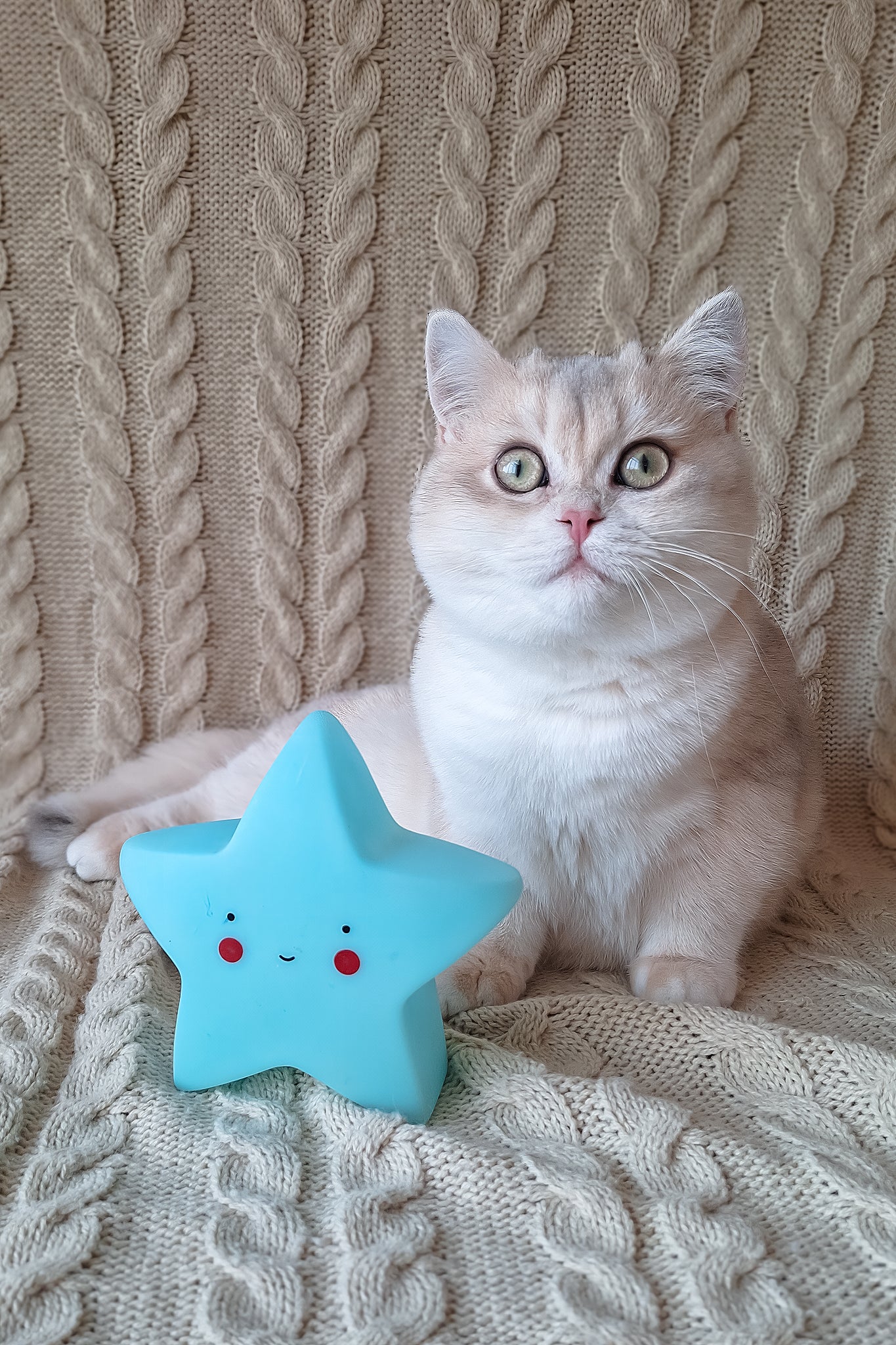 Sapphire | British Shorthair Kitten - Image 2