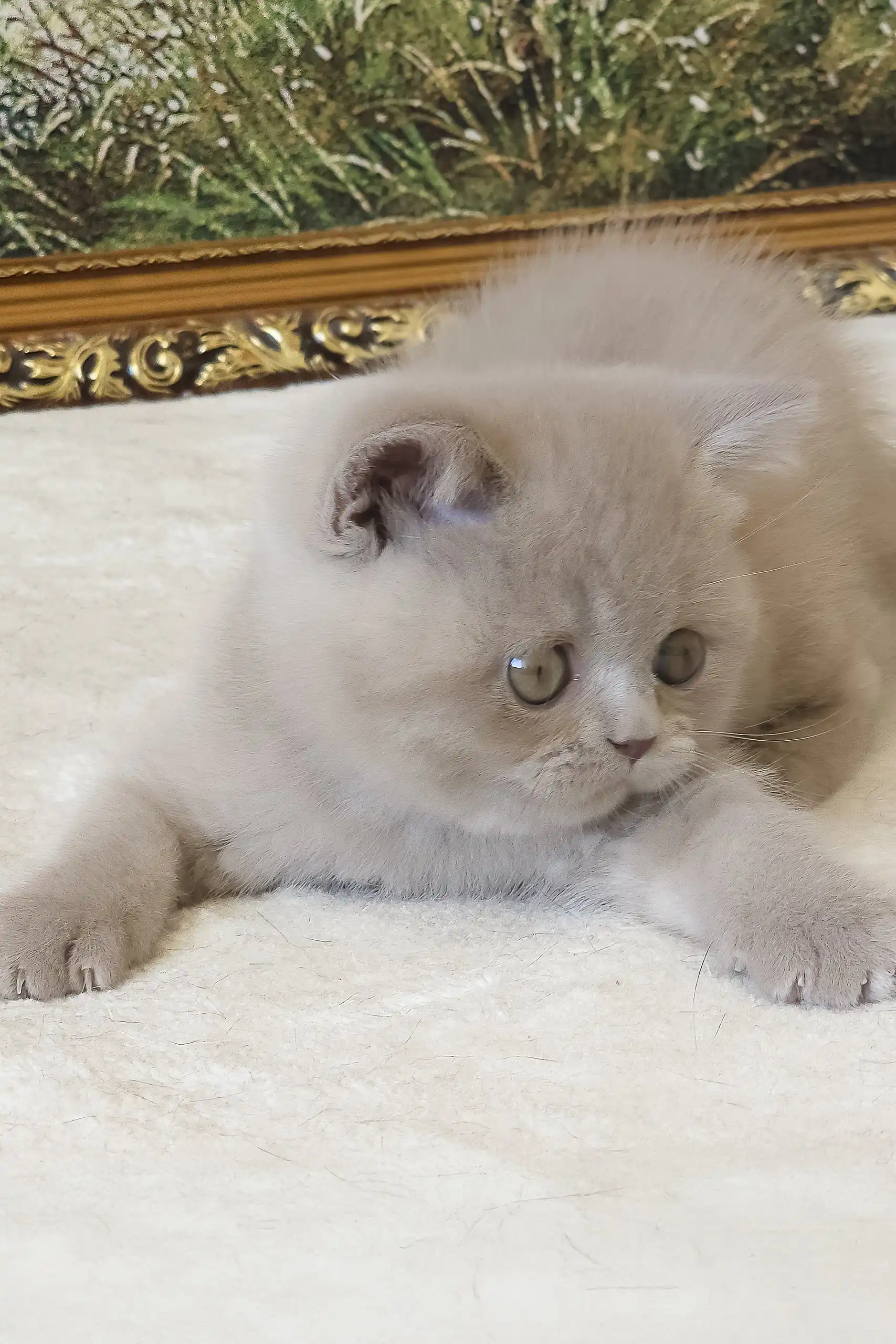 Sashka | British Shorthair Kitten - Image 2