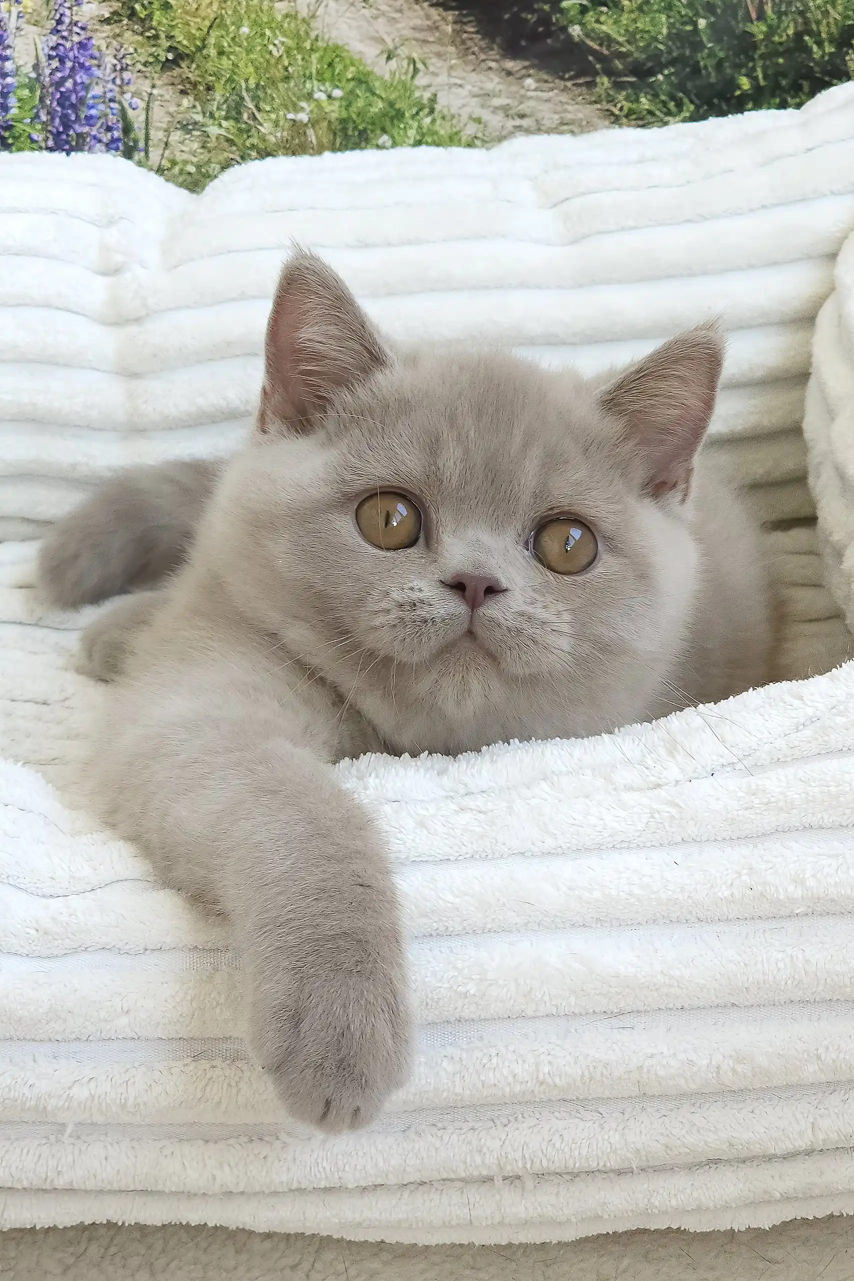 Sashka | British Shorthair Kitten - Image 5
