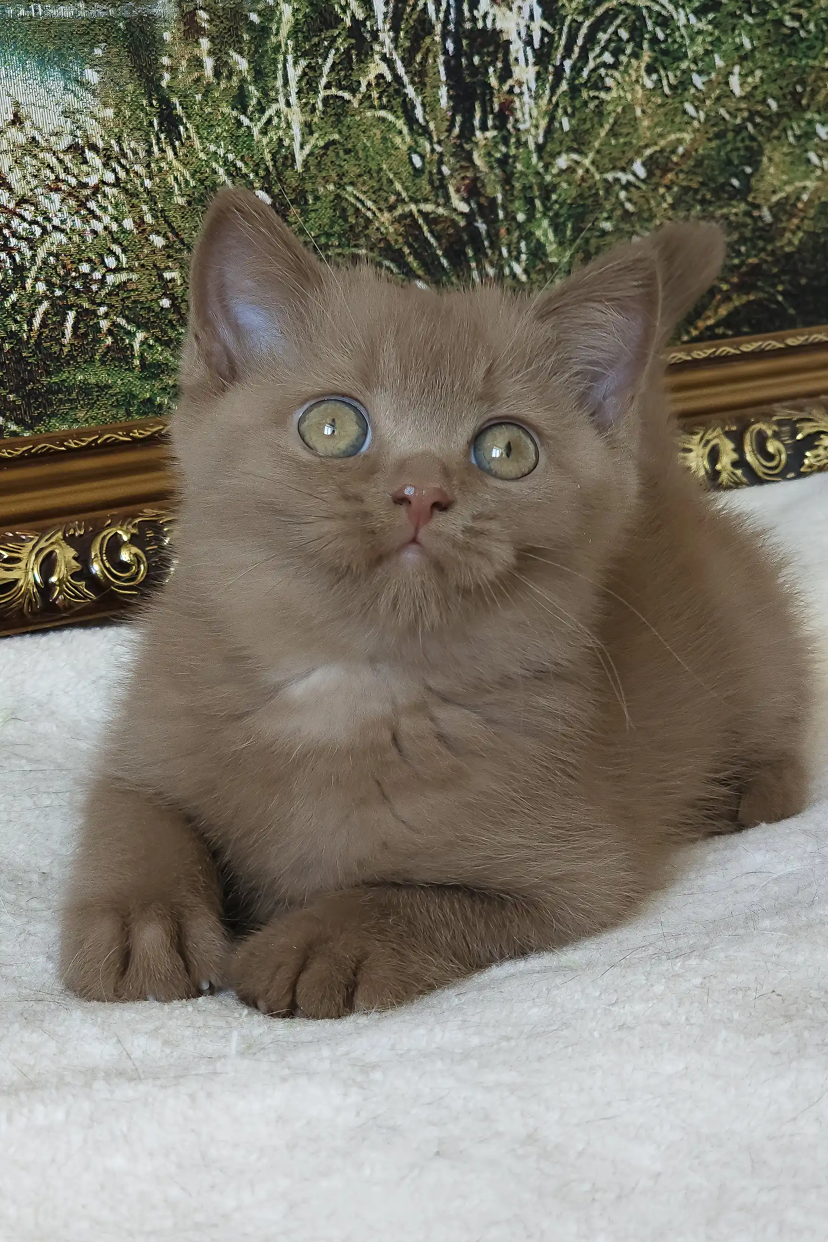 Semenych | British Shorthair Kitten - Image 2
