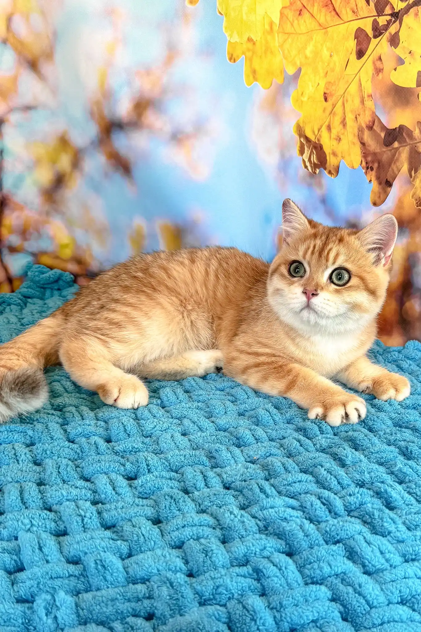 Simba | British Shorthair Kitten - Image 3