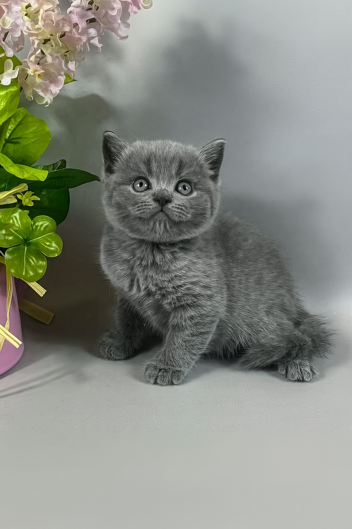 Skay | British Shorthair Kitten - Image 6