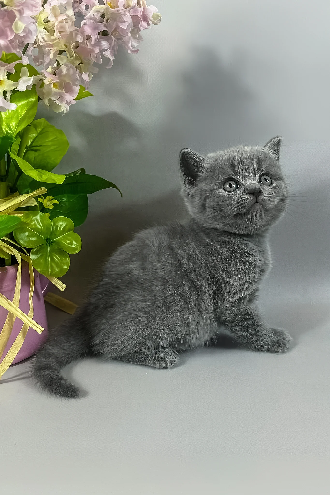 Skay | British Shorthair Kitten - Image 8