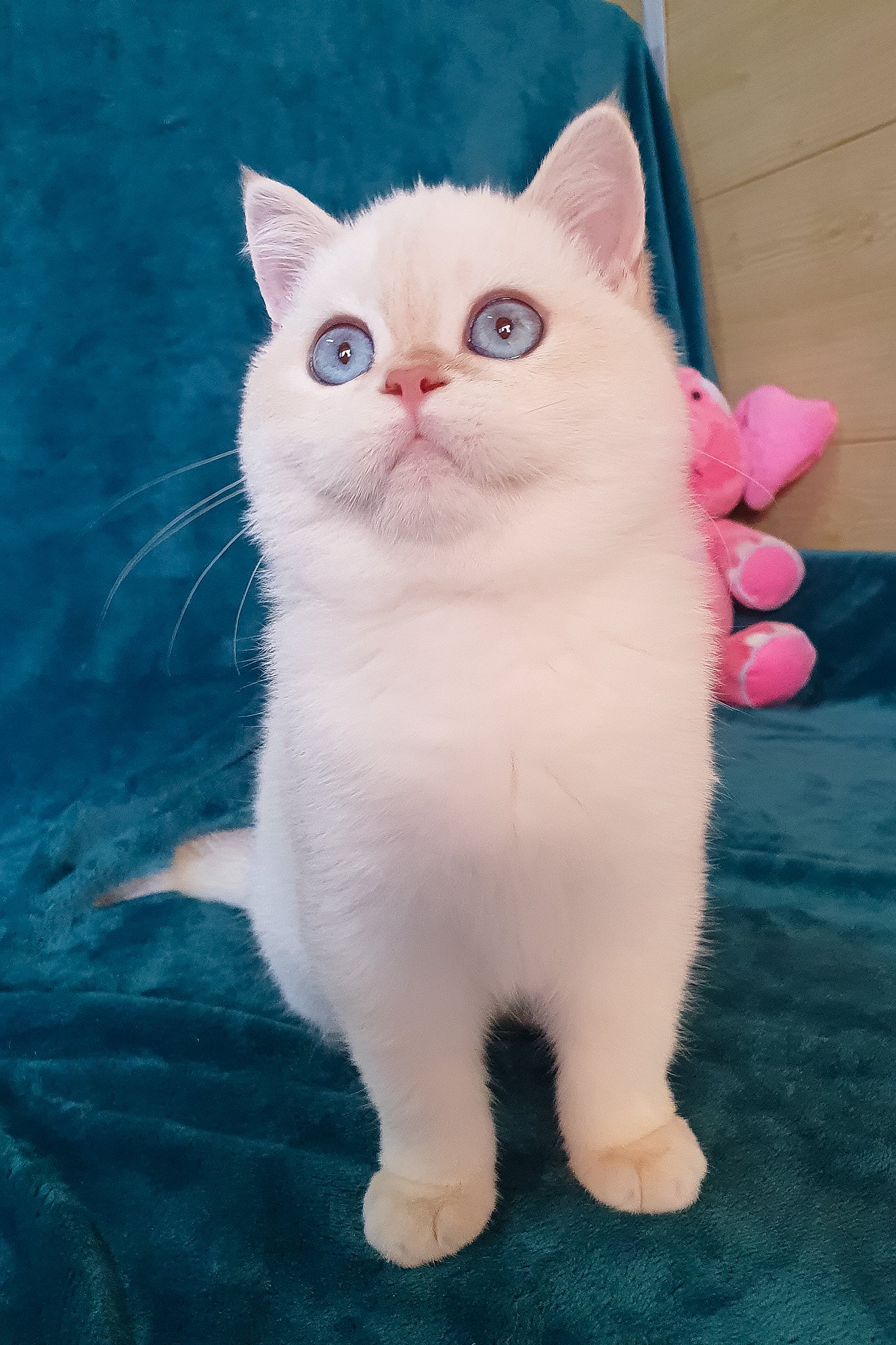 Snow | British Shorthair Kitten - Image 3