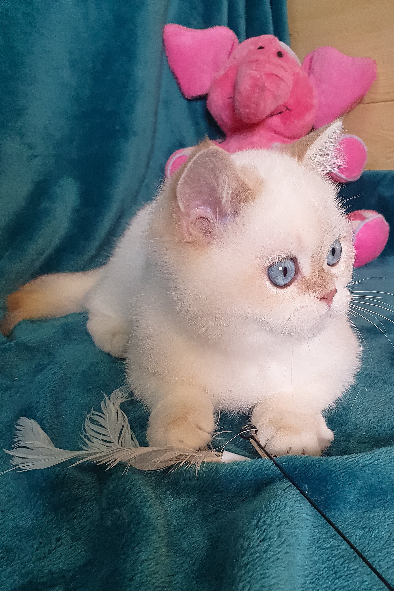 Snow | British Shorthair Kitten - Image 8