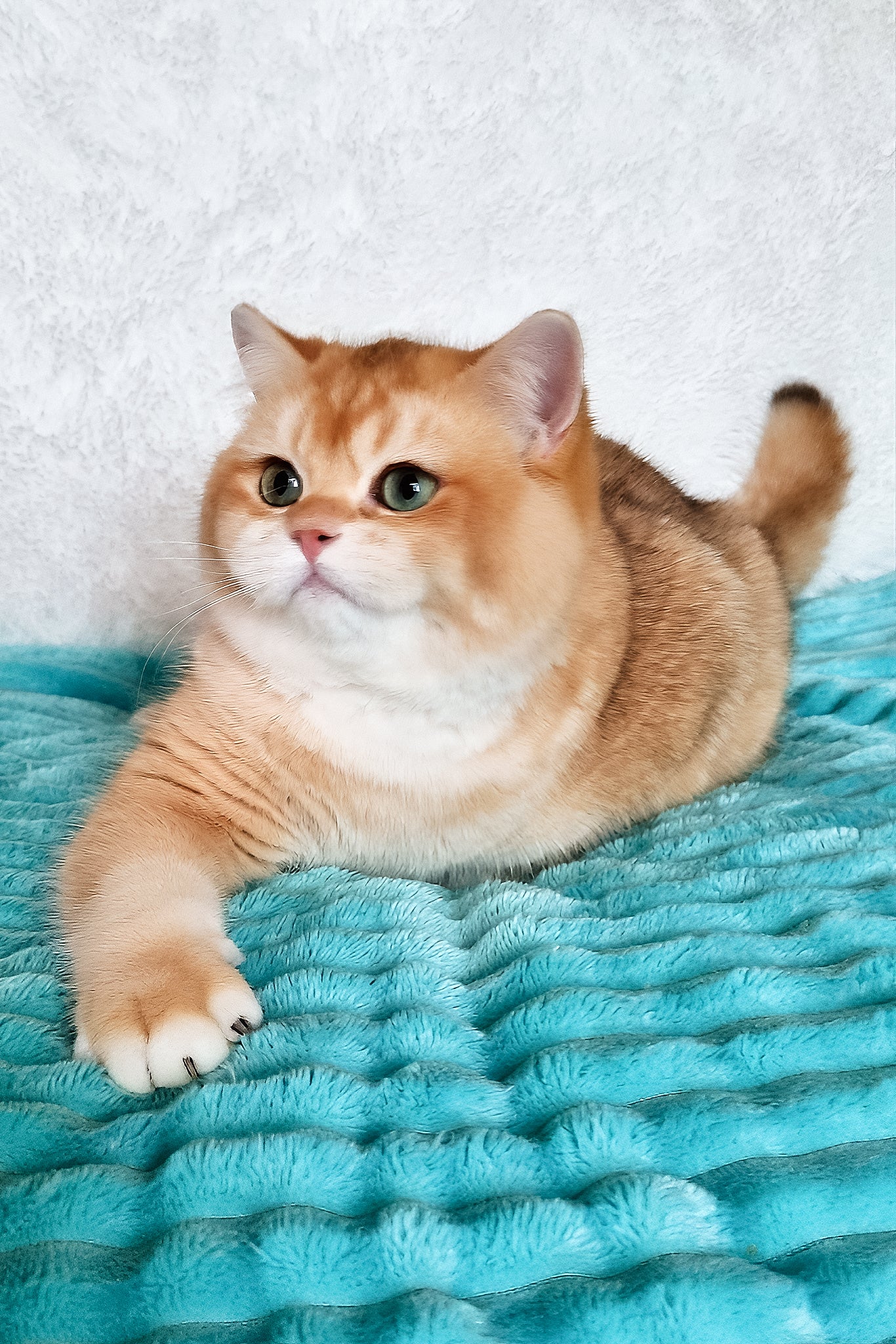 Sonic | British Shorthair Kitten - Image 4
