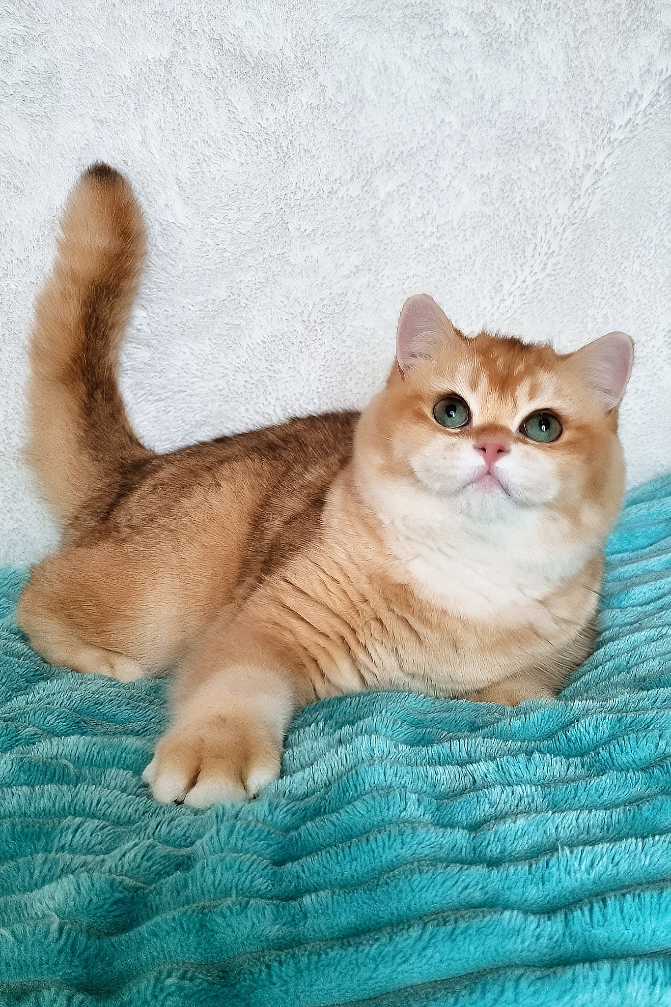Sonic | British Shorthair Kitten - Image 7