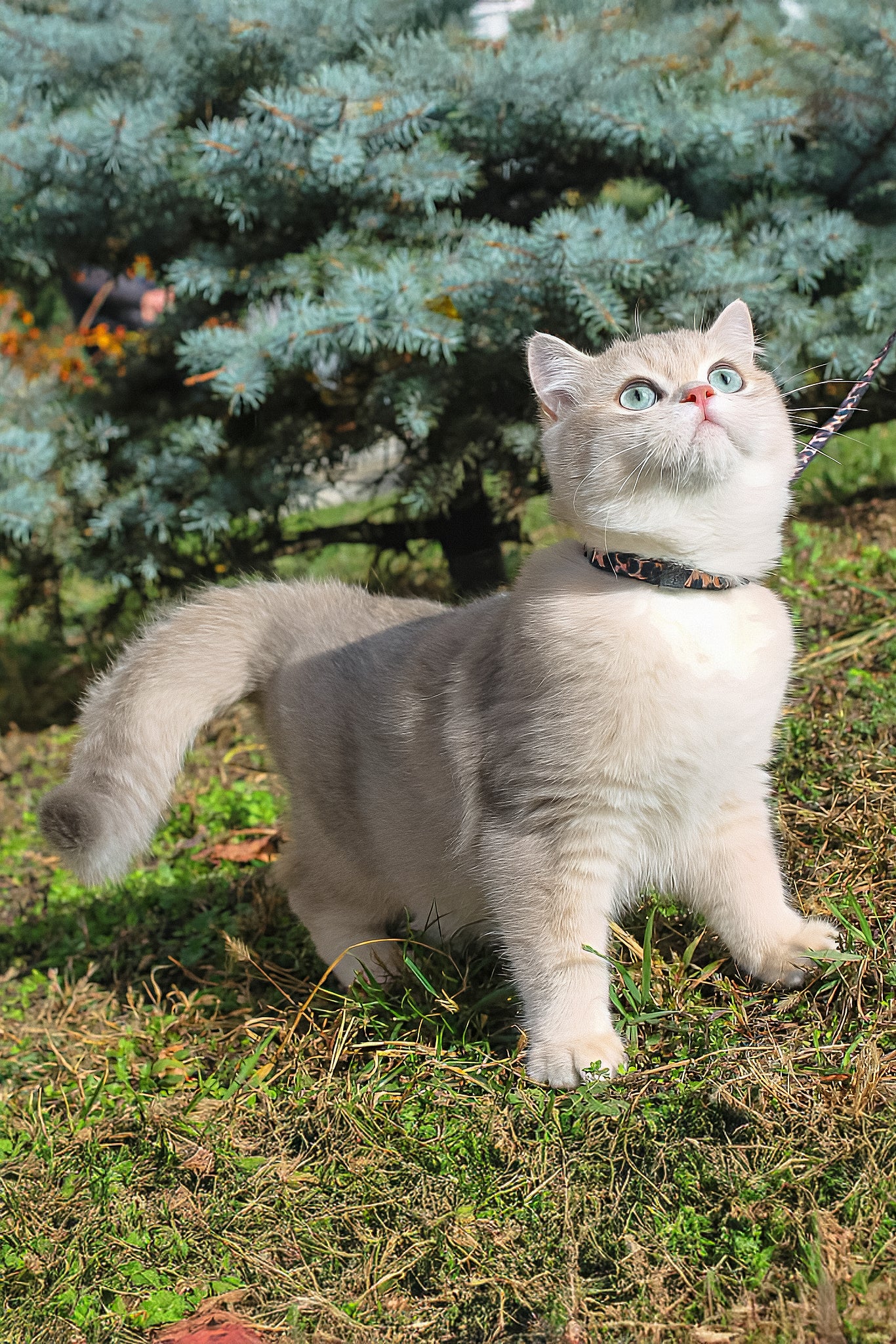 Stepan | British Shorthair Kitten - Image 6