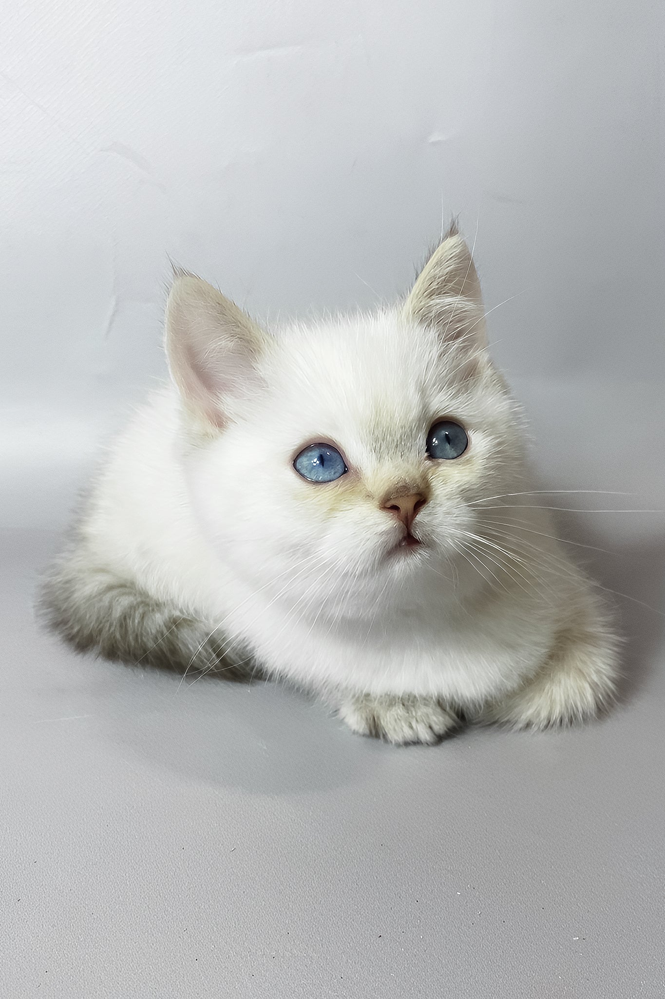 Timmi | British Shorthair Kitten - Image 3