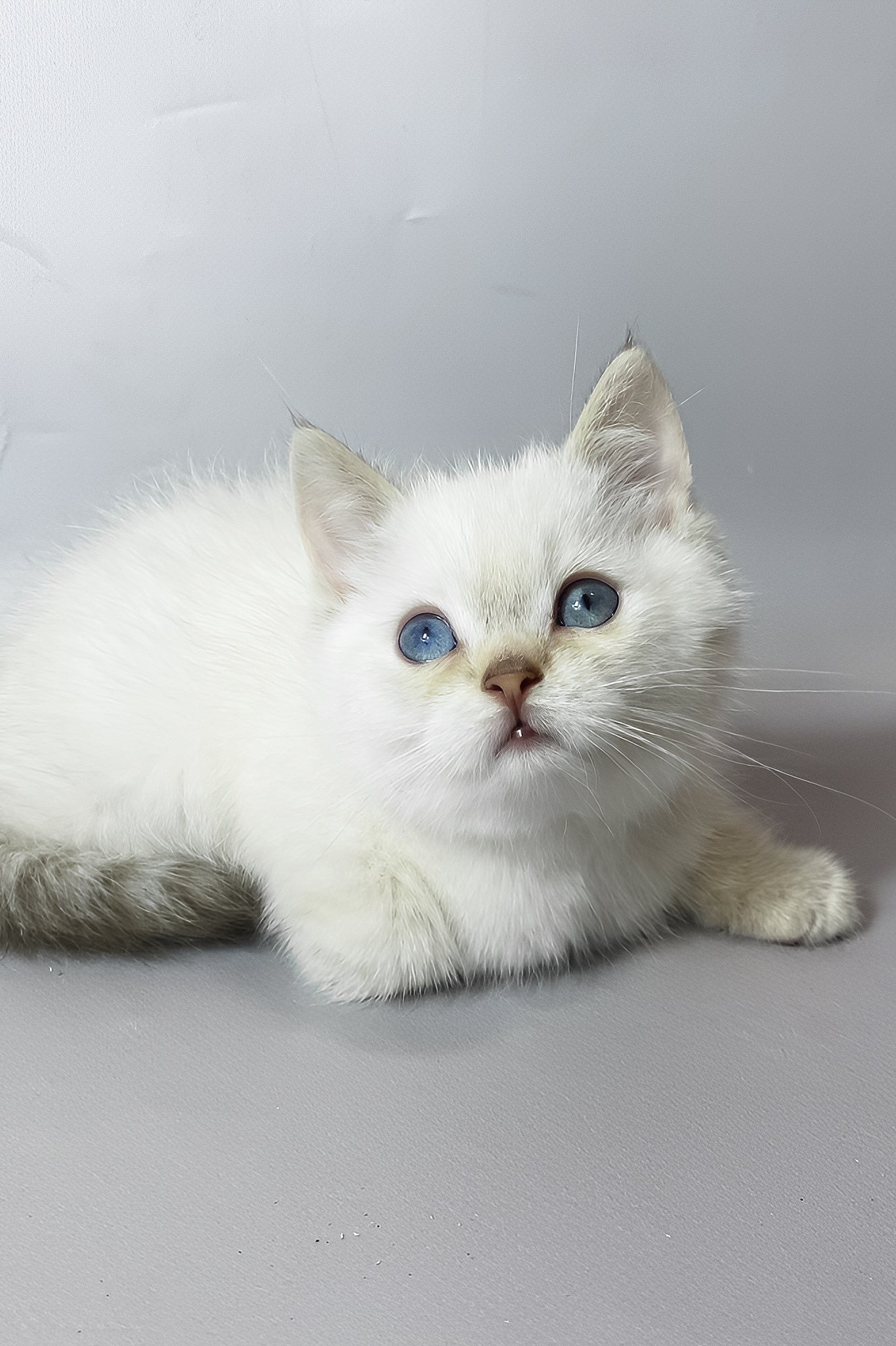 Timmi | British Shorthair Kitten - Image 4