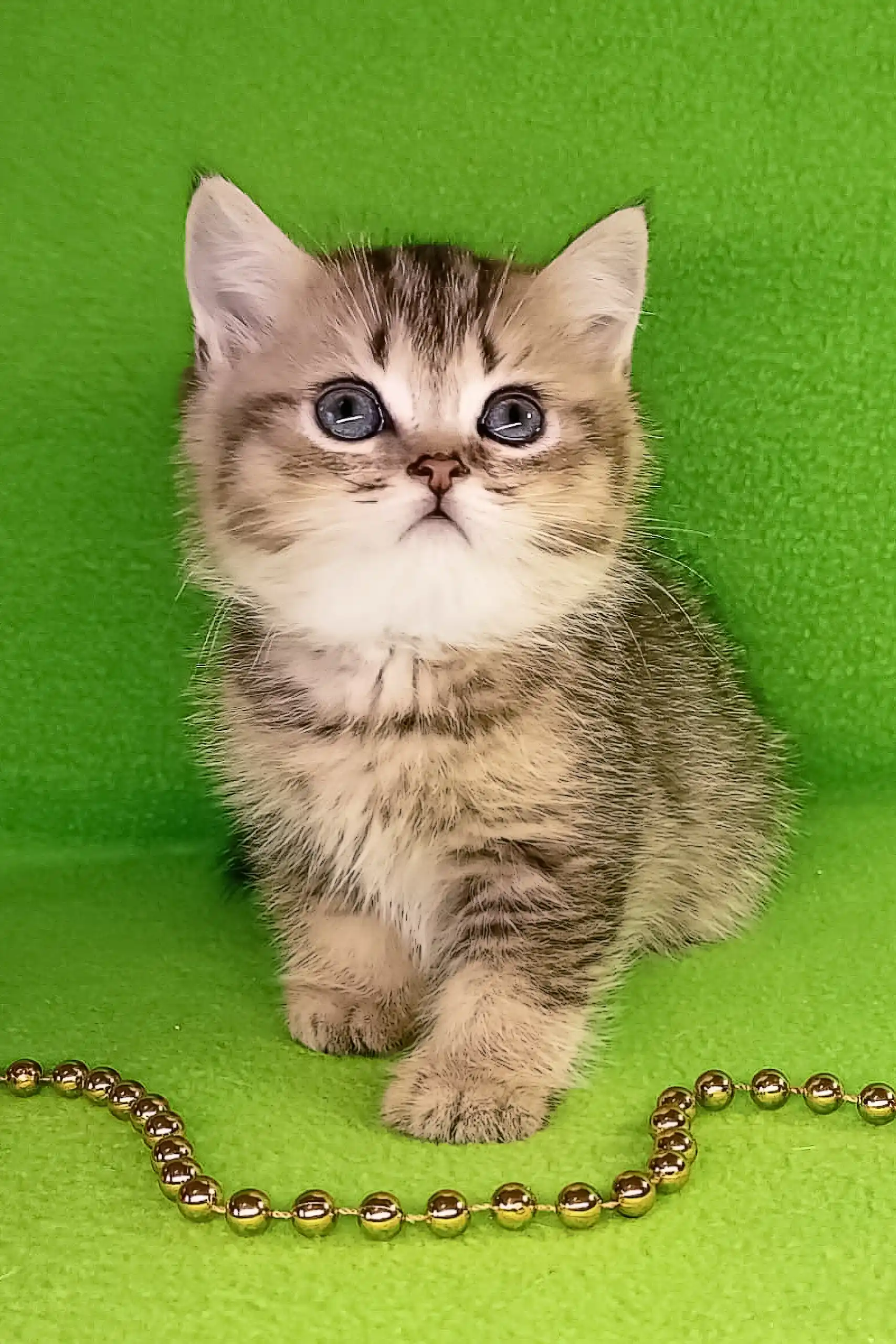 Tul | British Shorthair Kitten - Image 2