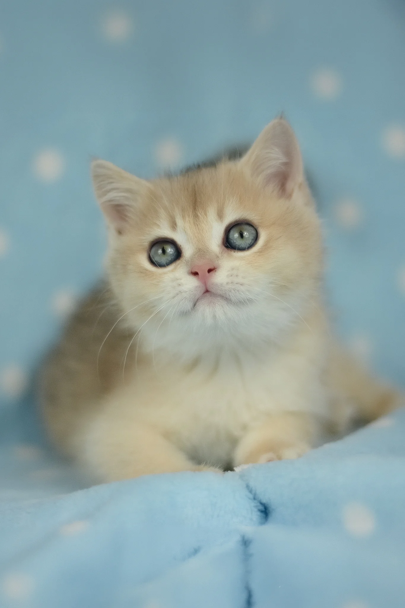 Ugo | British Shorthair Kitten - Image 3