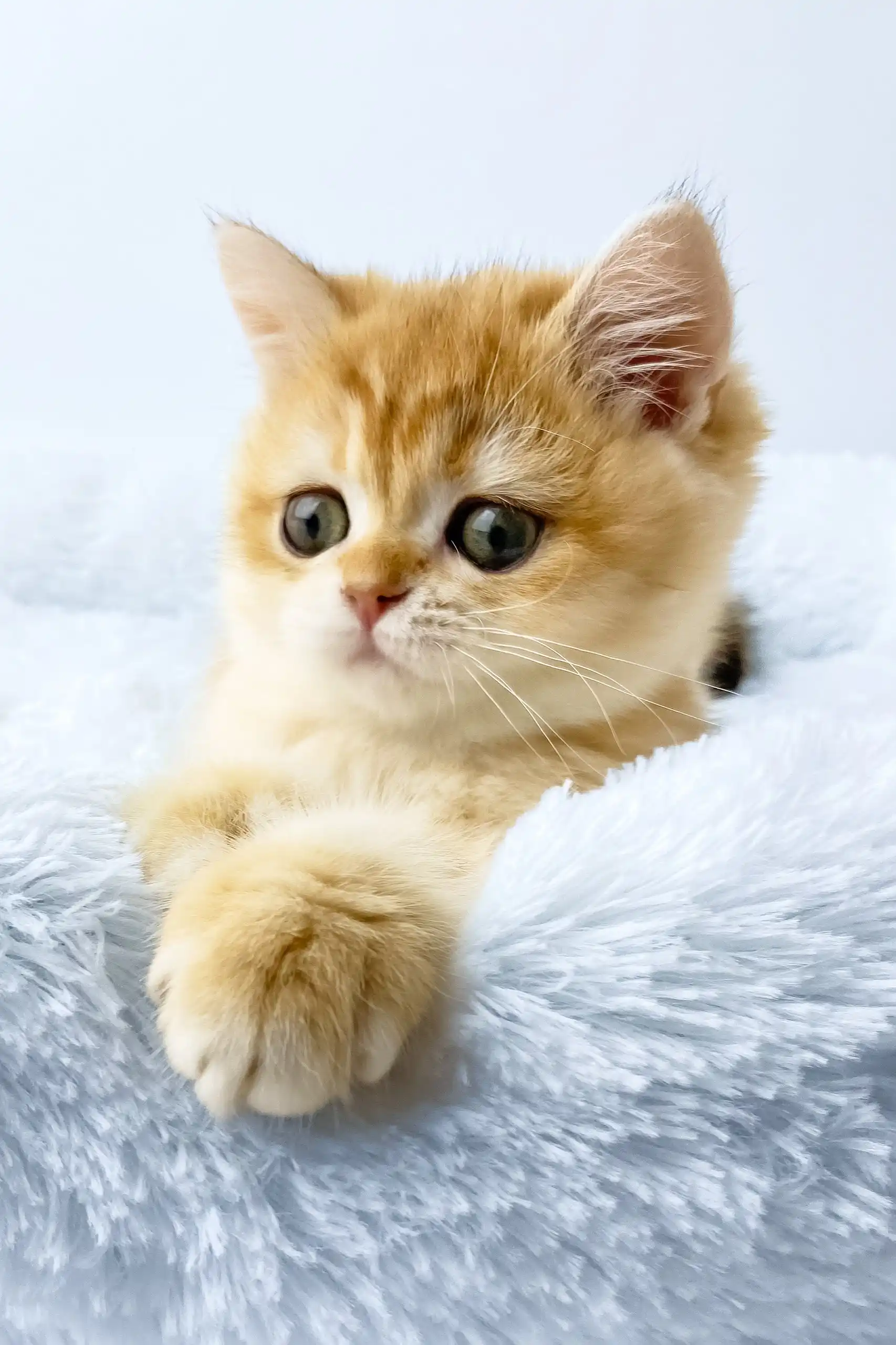 Uinston | British Shorthair Kitten - Image 5