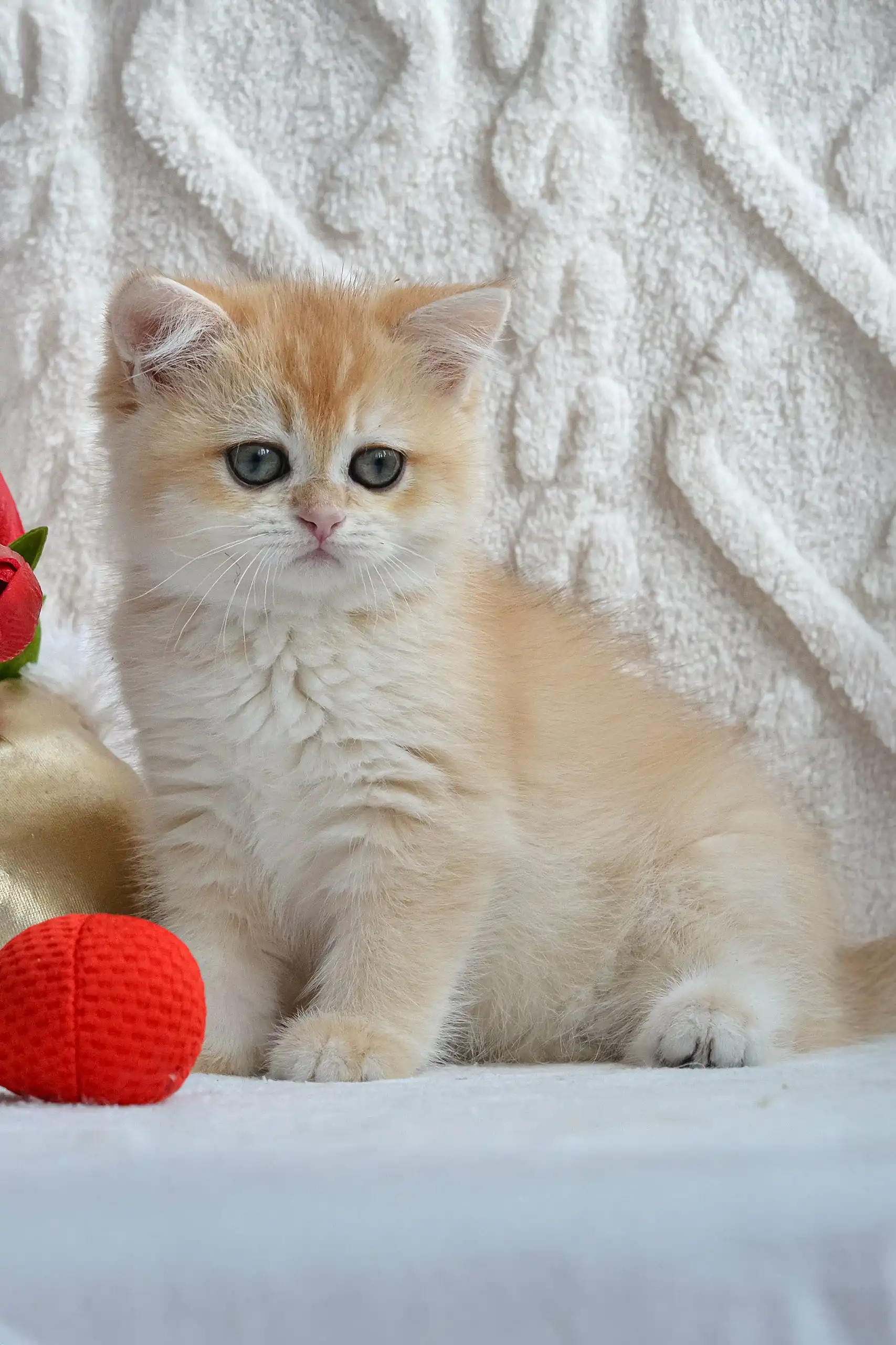 Ulan | British Shorthair Kitten - Image 6